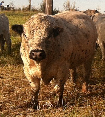 Oh BULL