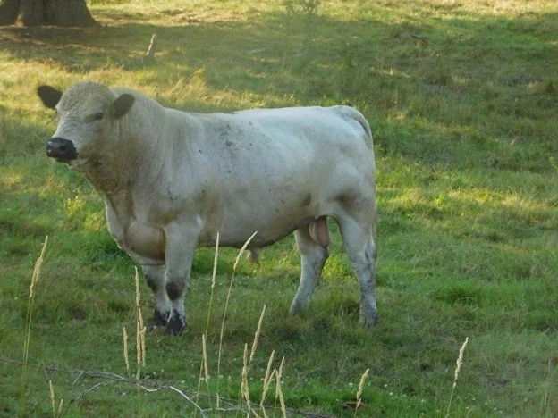 More about Cattle Sale Preparation