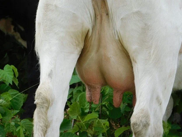 Will You look under their tail?