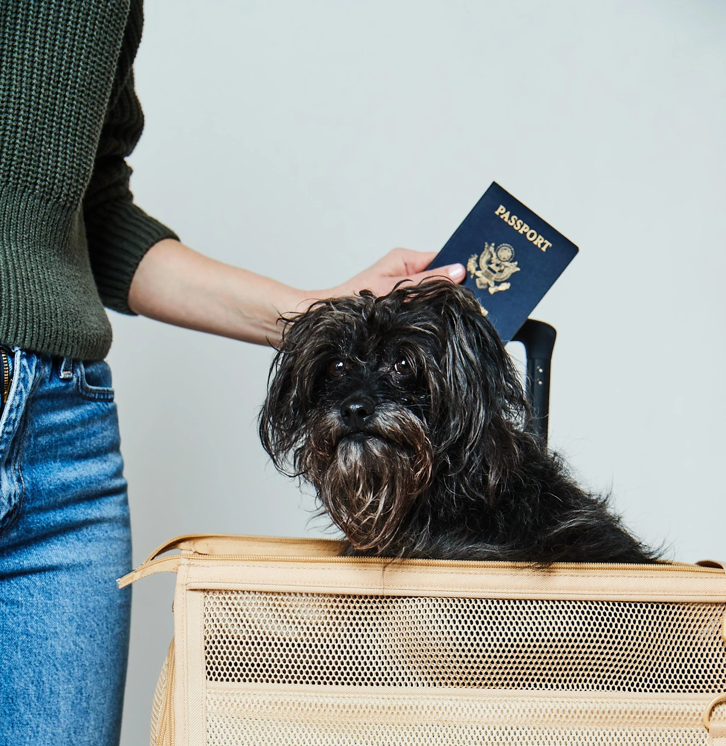 Close-up of a person holding a U.S. passport, with a dog standing on a beige cat scratcher in the foreground.