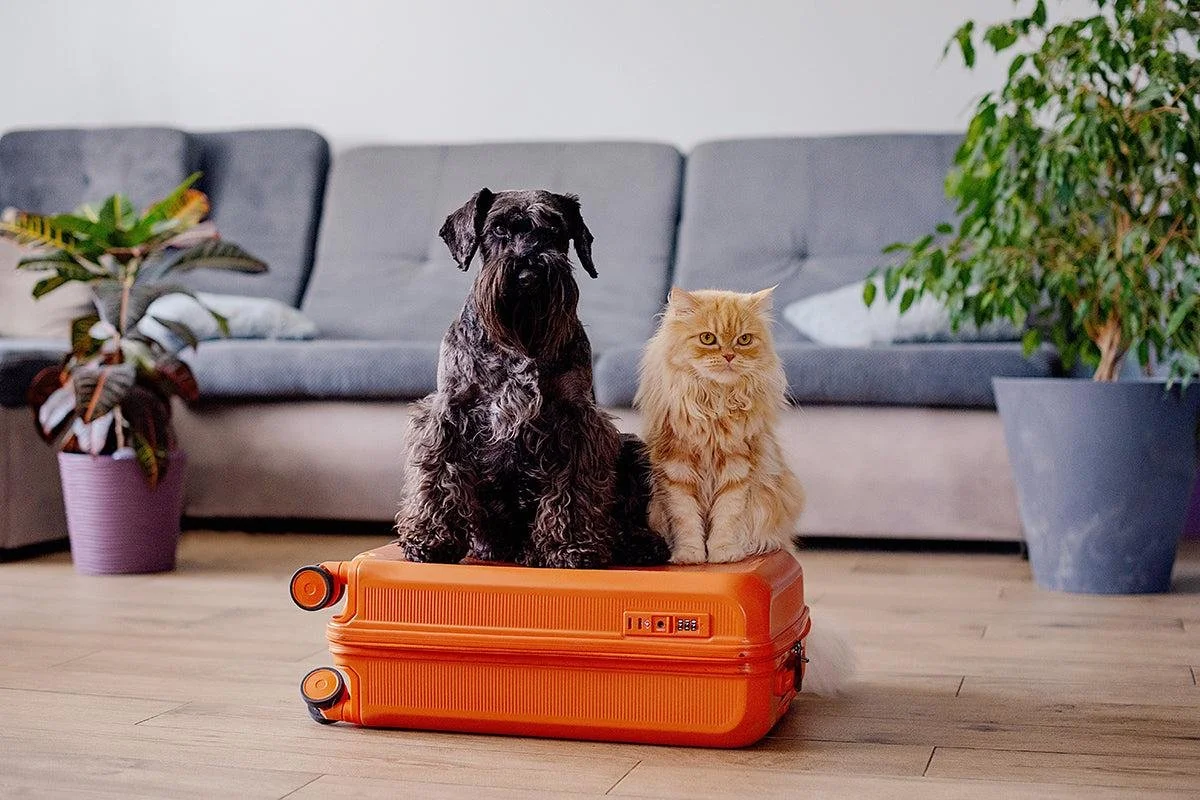 A dog and a cat sitting on top of an orange suitcase in a living room with a gray sofa and potted plants.