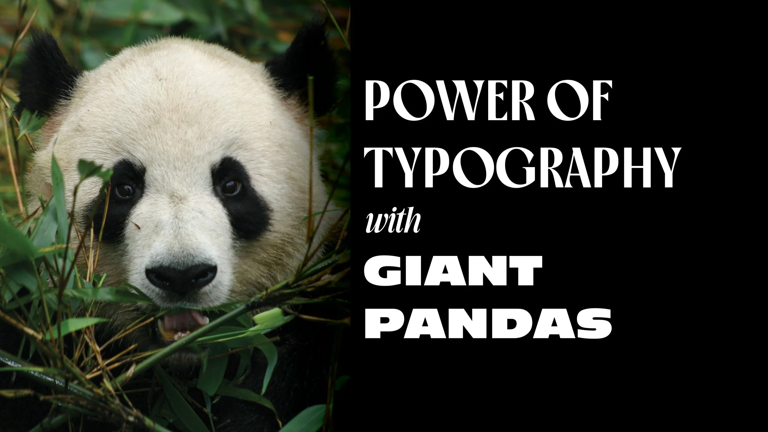 Power of Typography: Shaping Perceptions