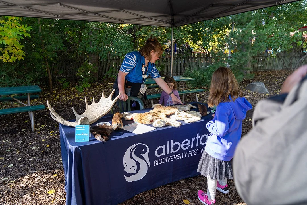 Children and an adult at an Albertos Biodiversity Festival booth examining animal pelts and antlers outdoors under a canopy, with trees and a wooden fence in the background.