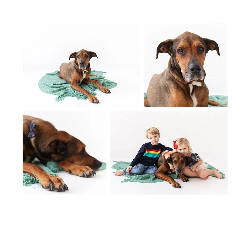 pet-photographer-stlouis.jpg