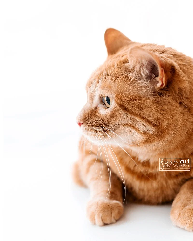 stlouis-cat-photographer.jpg