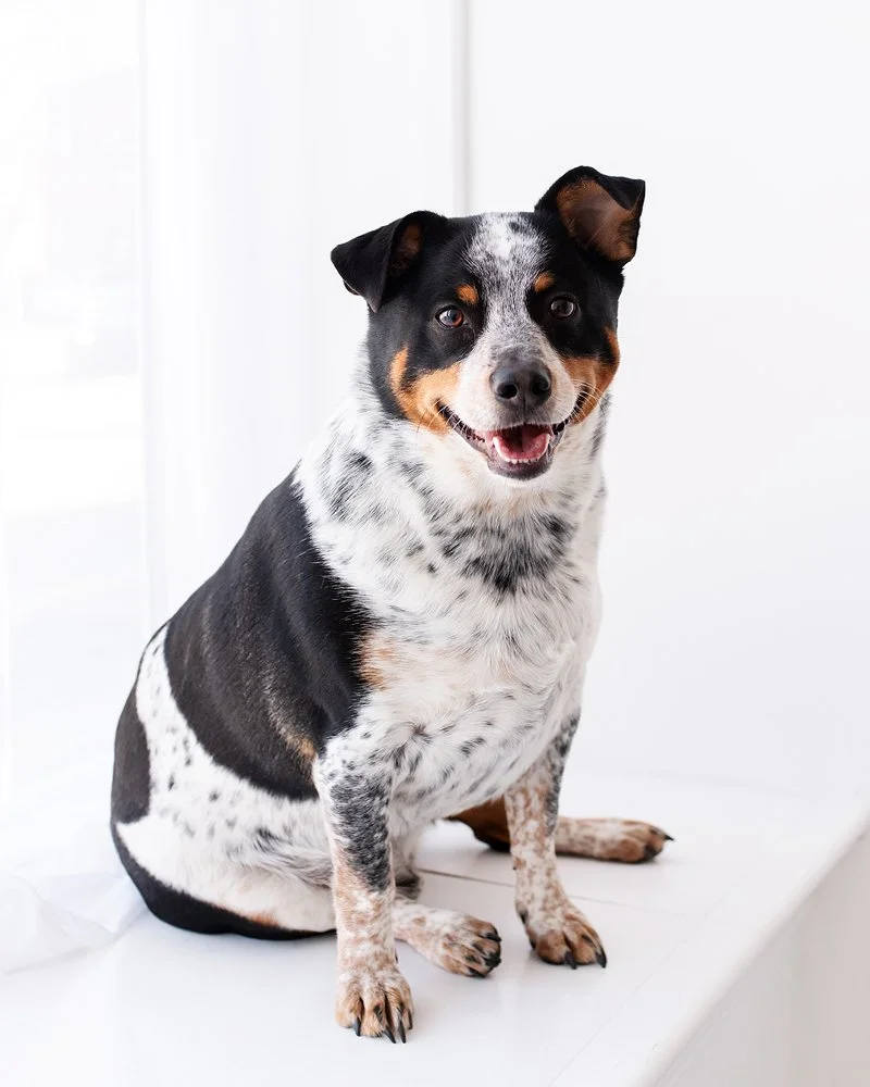 milwaukeepetphotographer.jpg