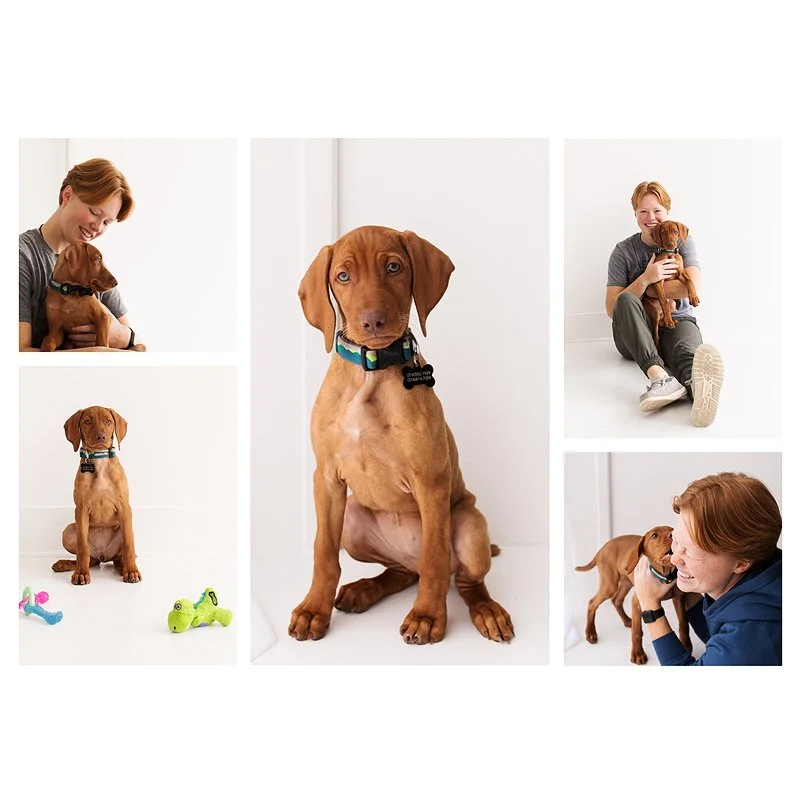 stlouis-pet-photographer.jpg