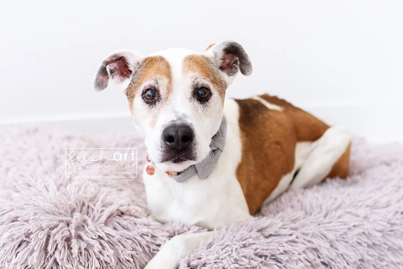 photographer-pet-stlouis.jpg