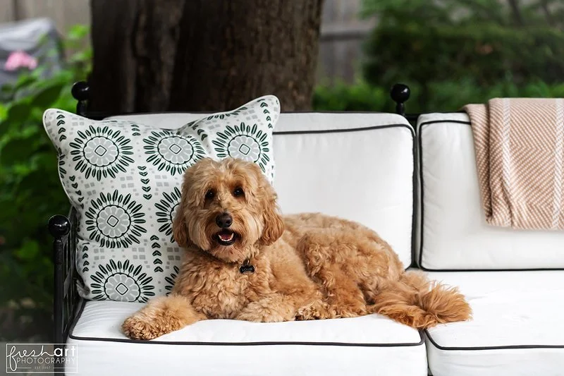petphotographystlouis.jpg