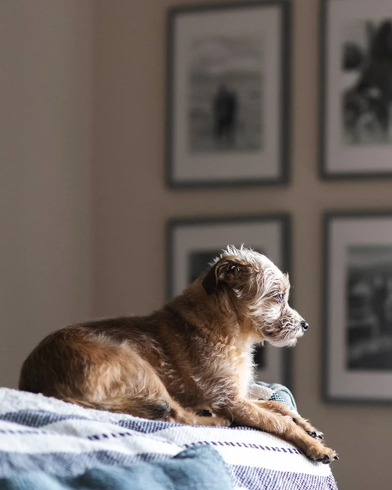 stlouispetphotographer.jpg