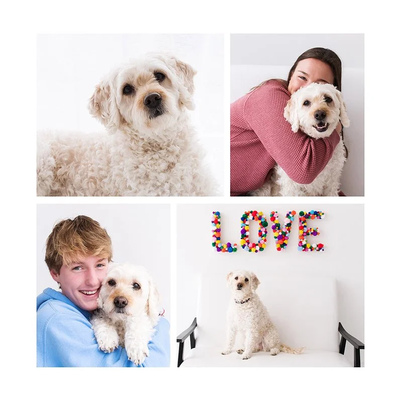 petphotographystudio-stlouisMO.jpg