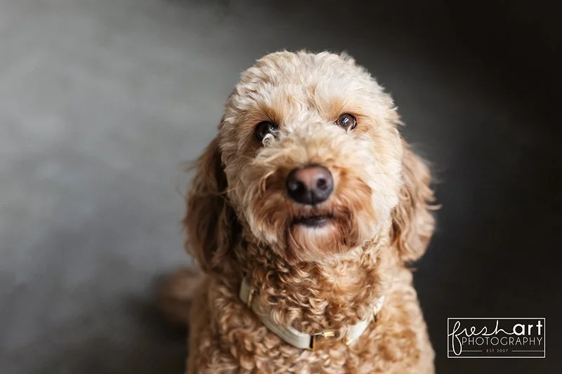 portwashington_pet_photographer.jpg