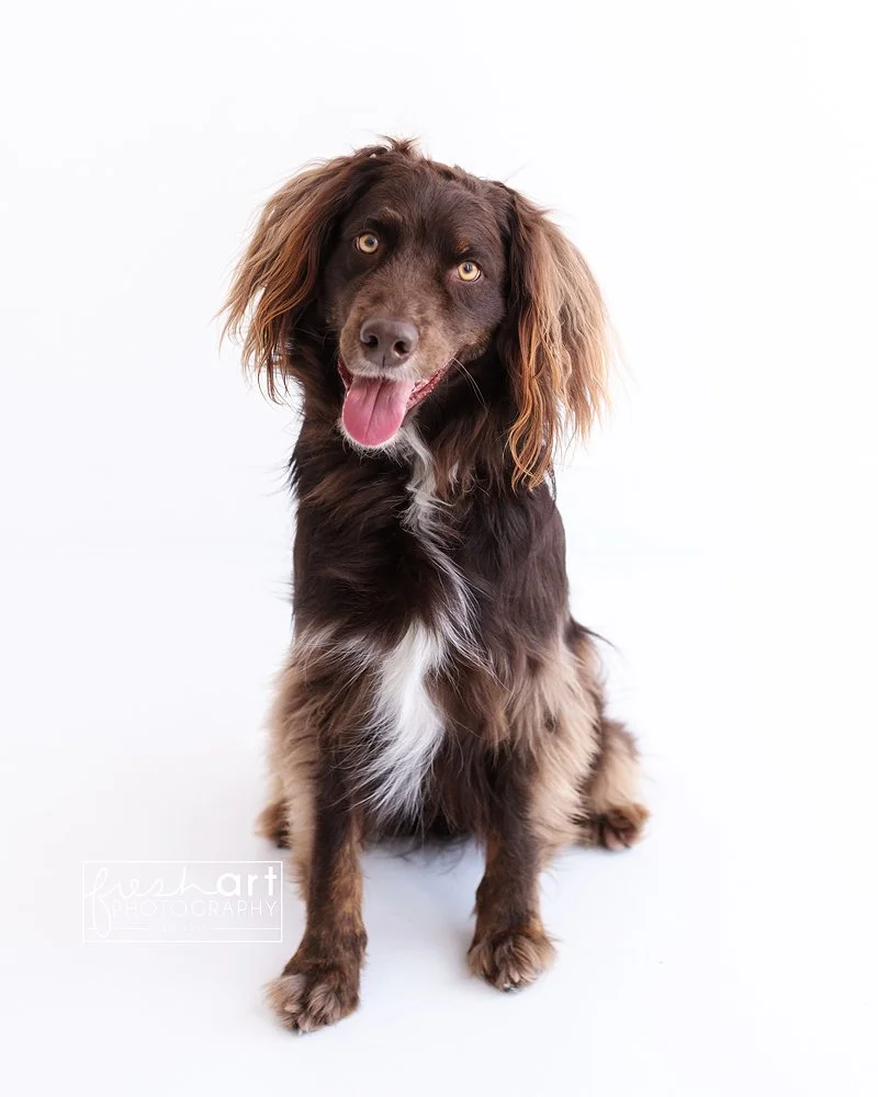 petphotographerinstlouis.jpg