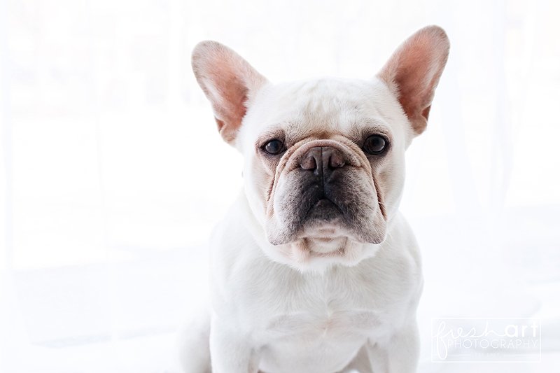 petphotographer-portwashingtonWI.jpg