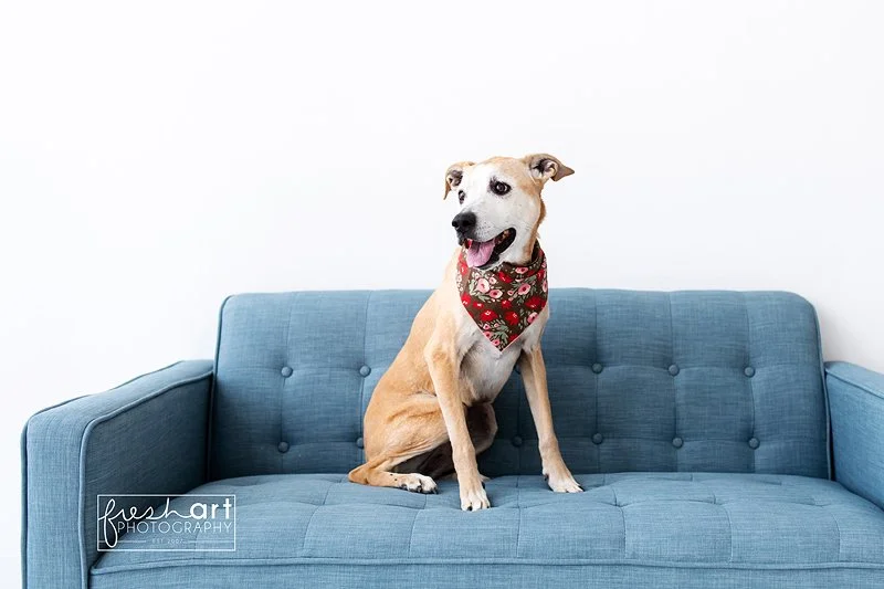 stlouisdogphotographer.jpg
