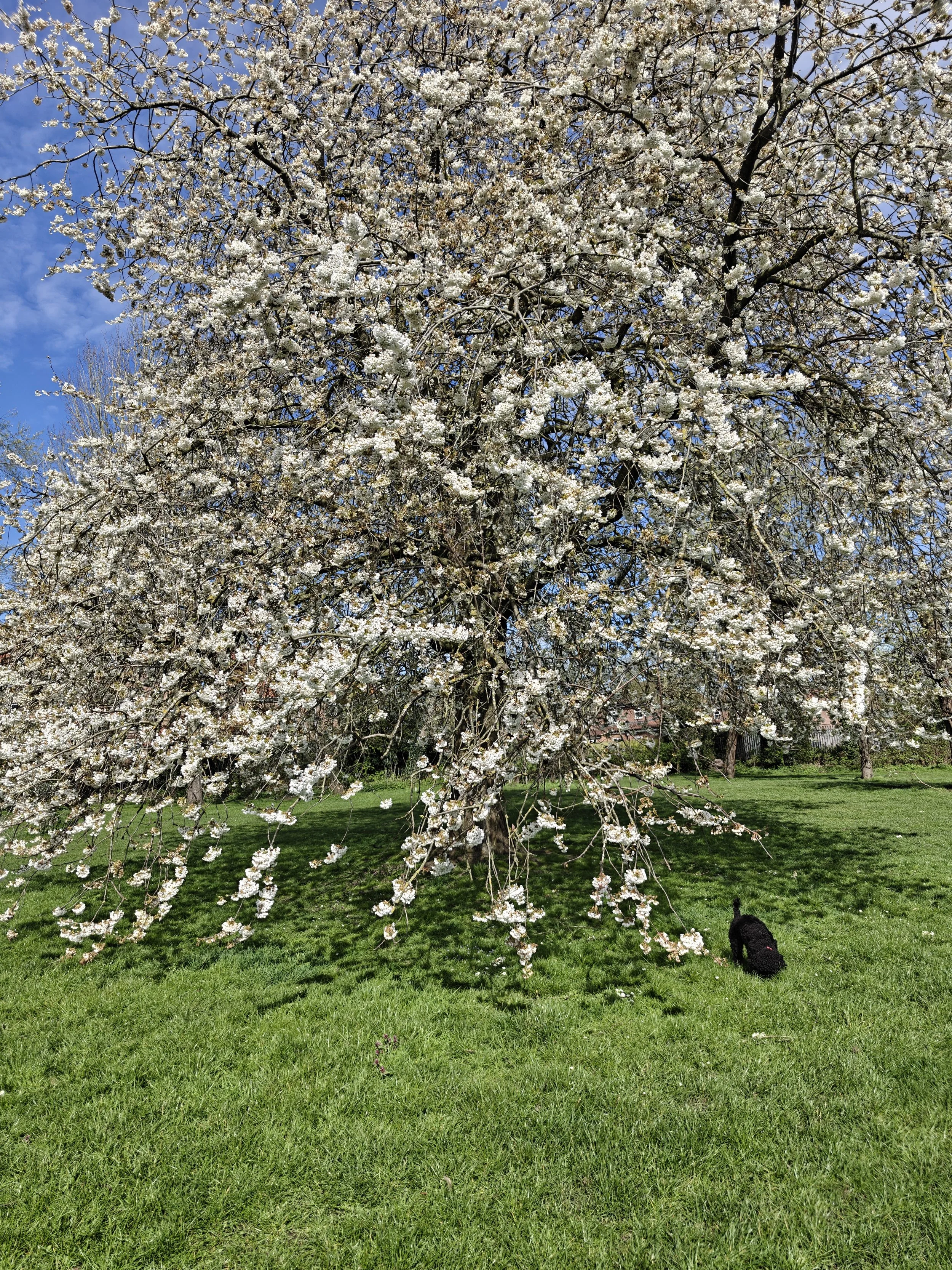 Spring 2026