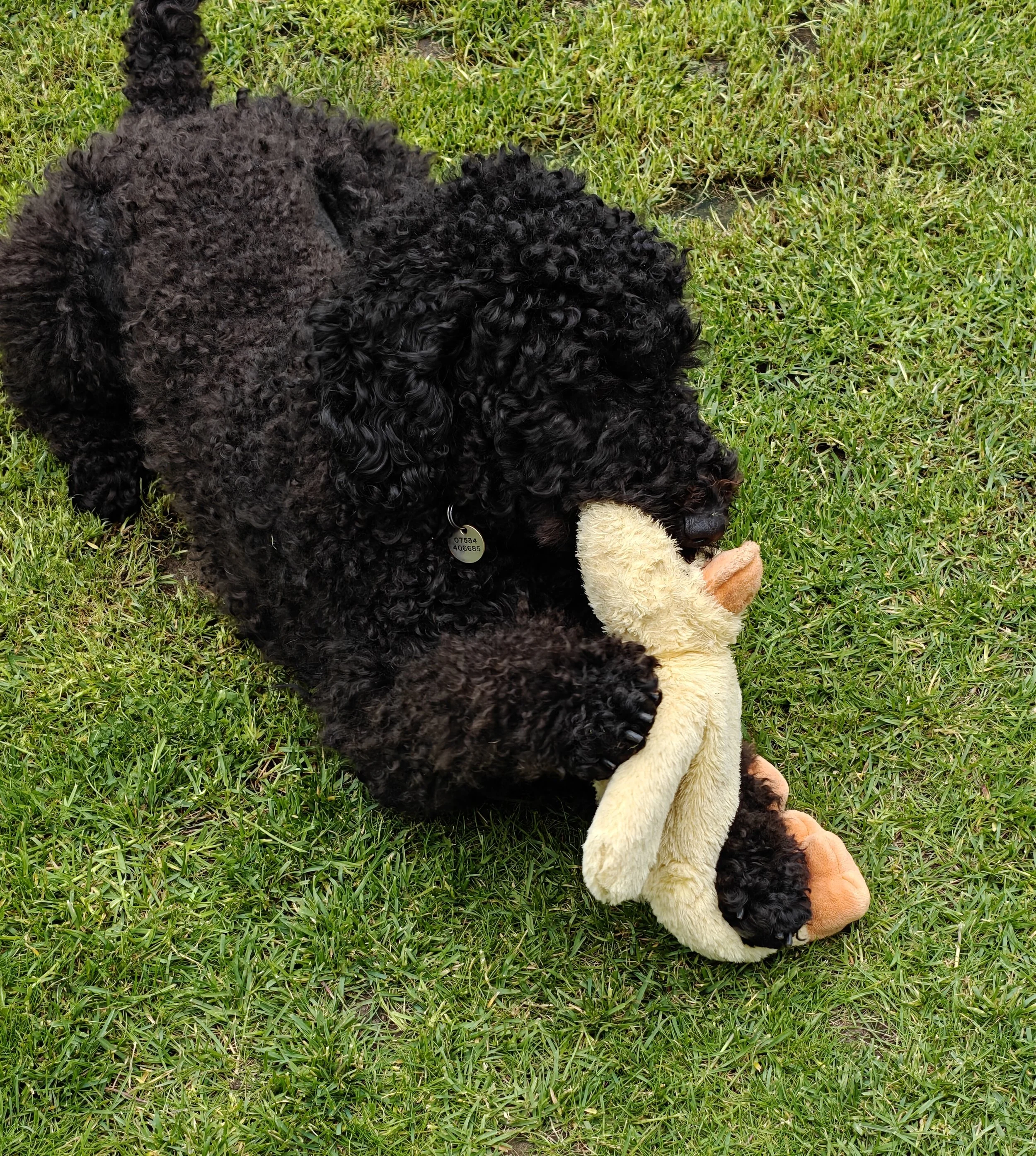 callie and duck toy.jpg