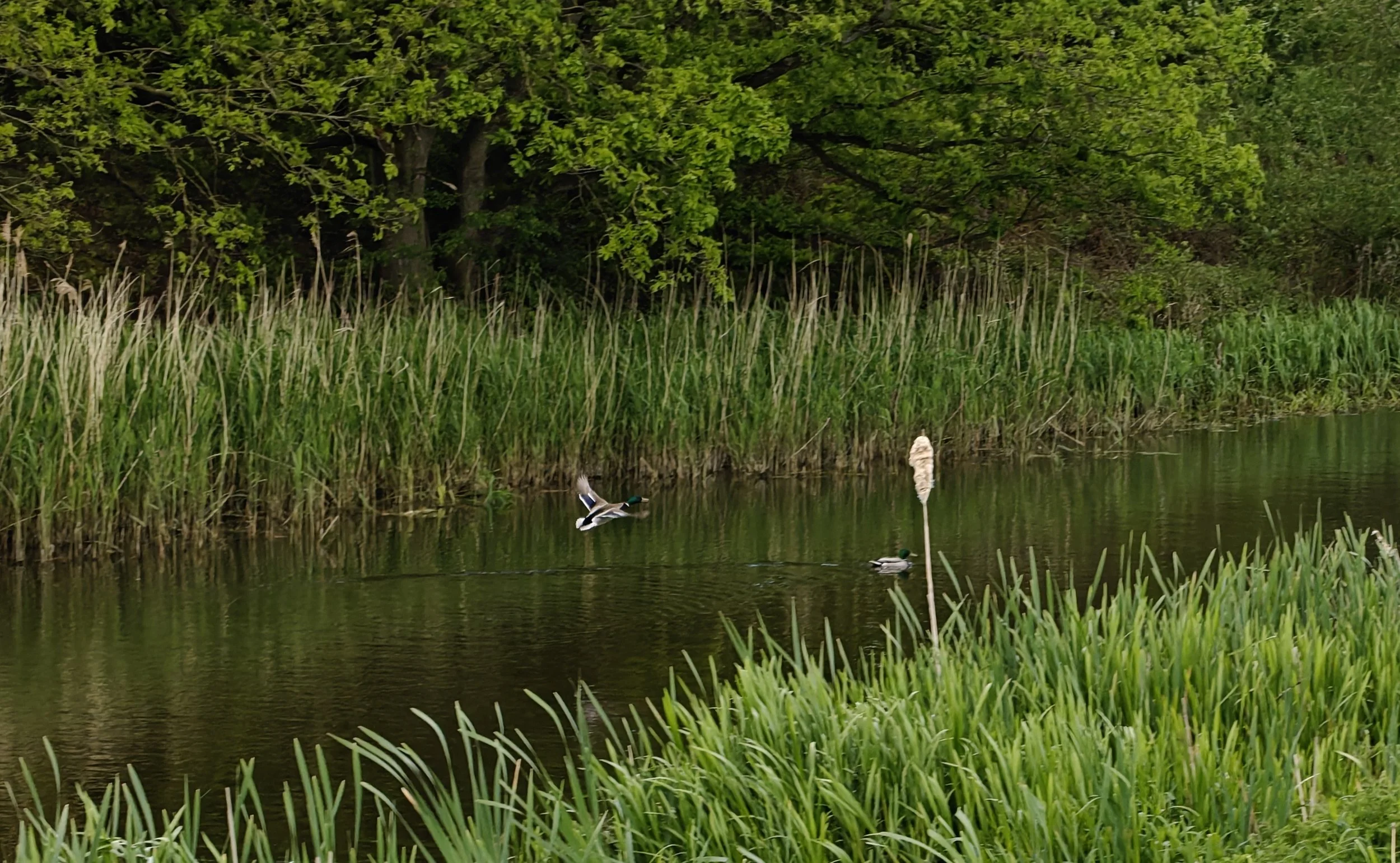duck20260511.jpg
