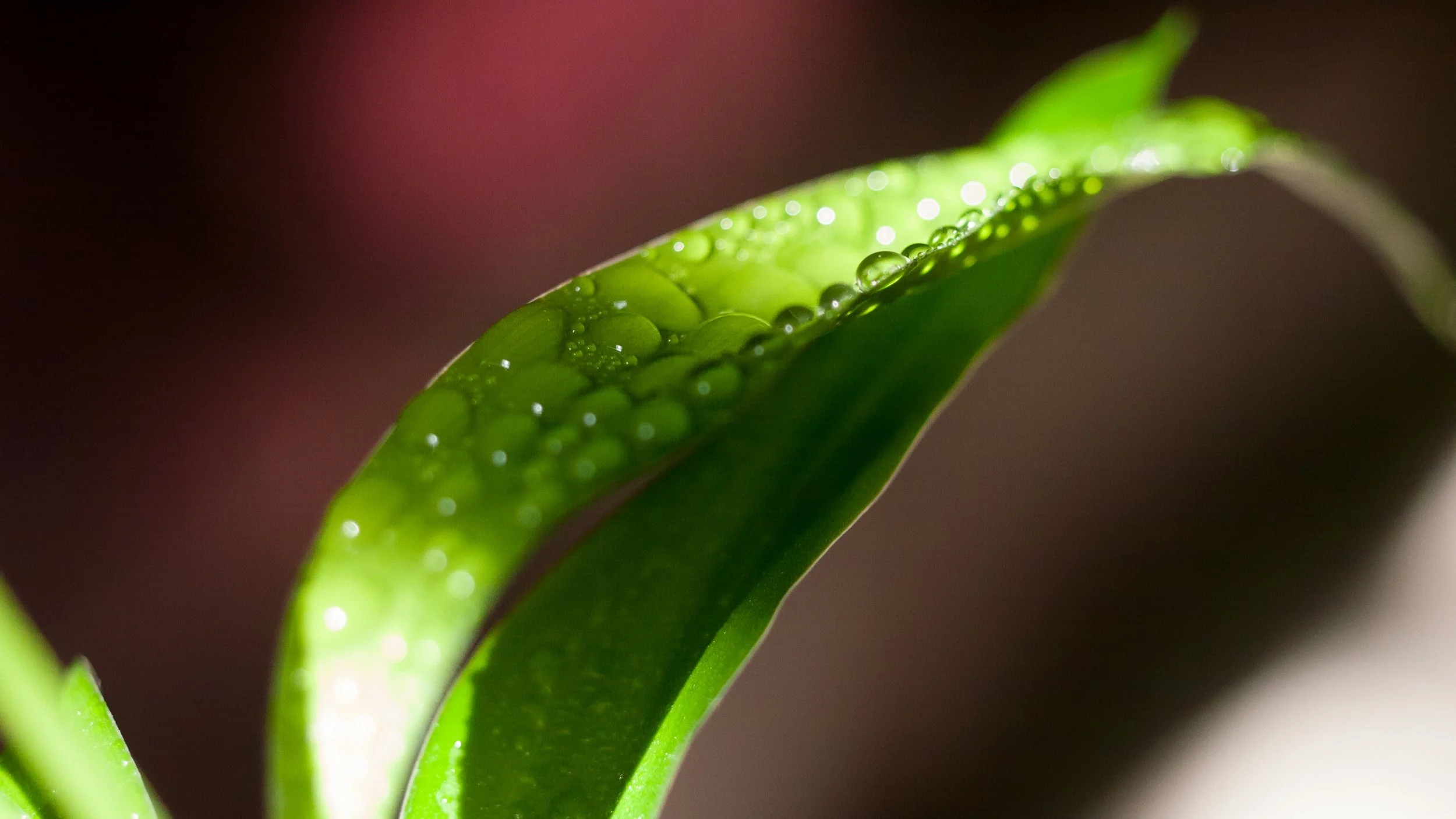 Close-up of a green leaf with water droplets, blurred background
