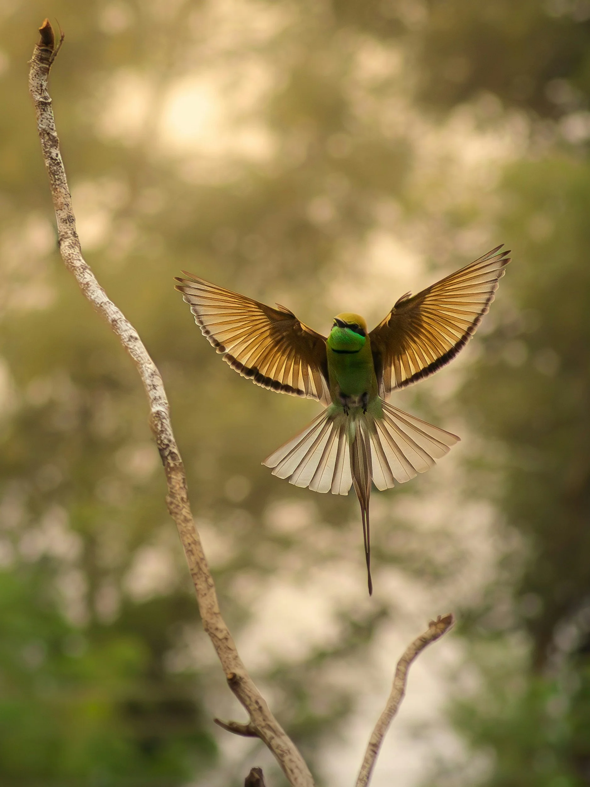A vibrant bird in mid-flight with wings spread wide, flying near a thin, leafless branch with a blurred green and brown background.