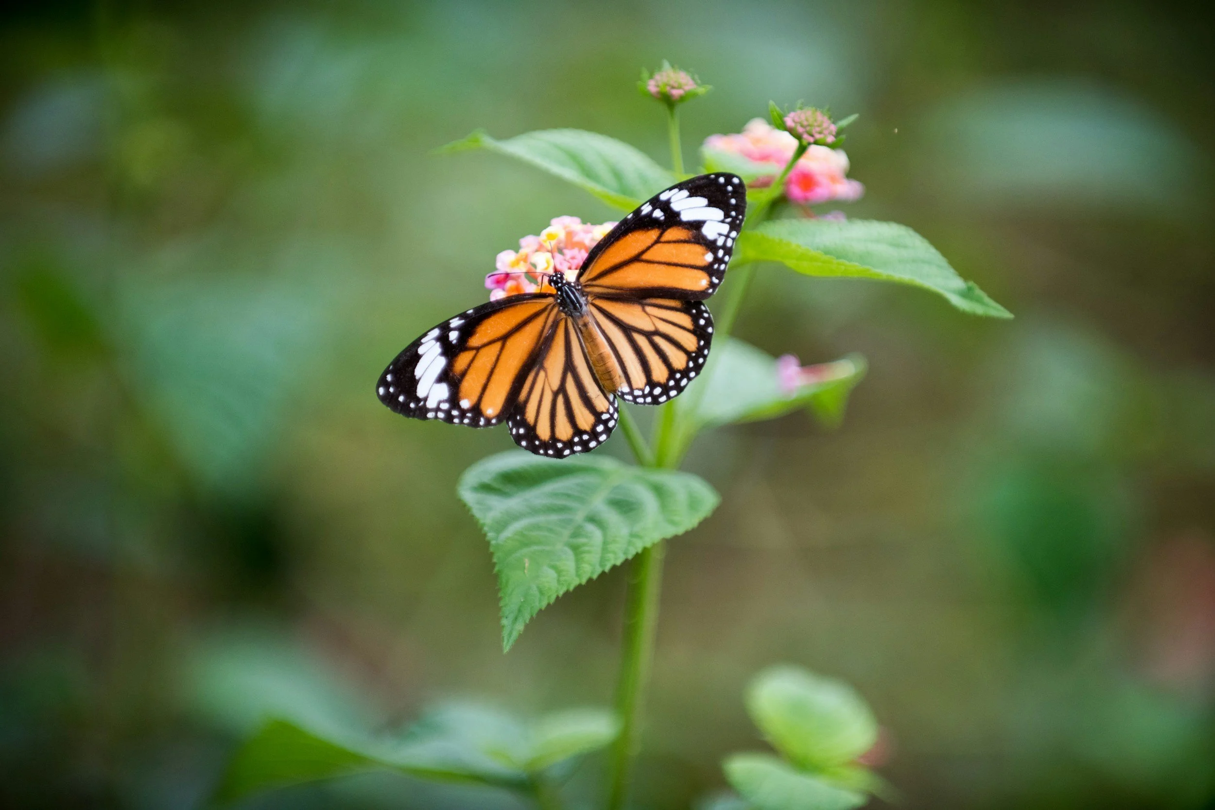 A monarch butterfly with orange and black wings resting on pink and white flowers with green leaves and a blurred green background.