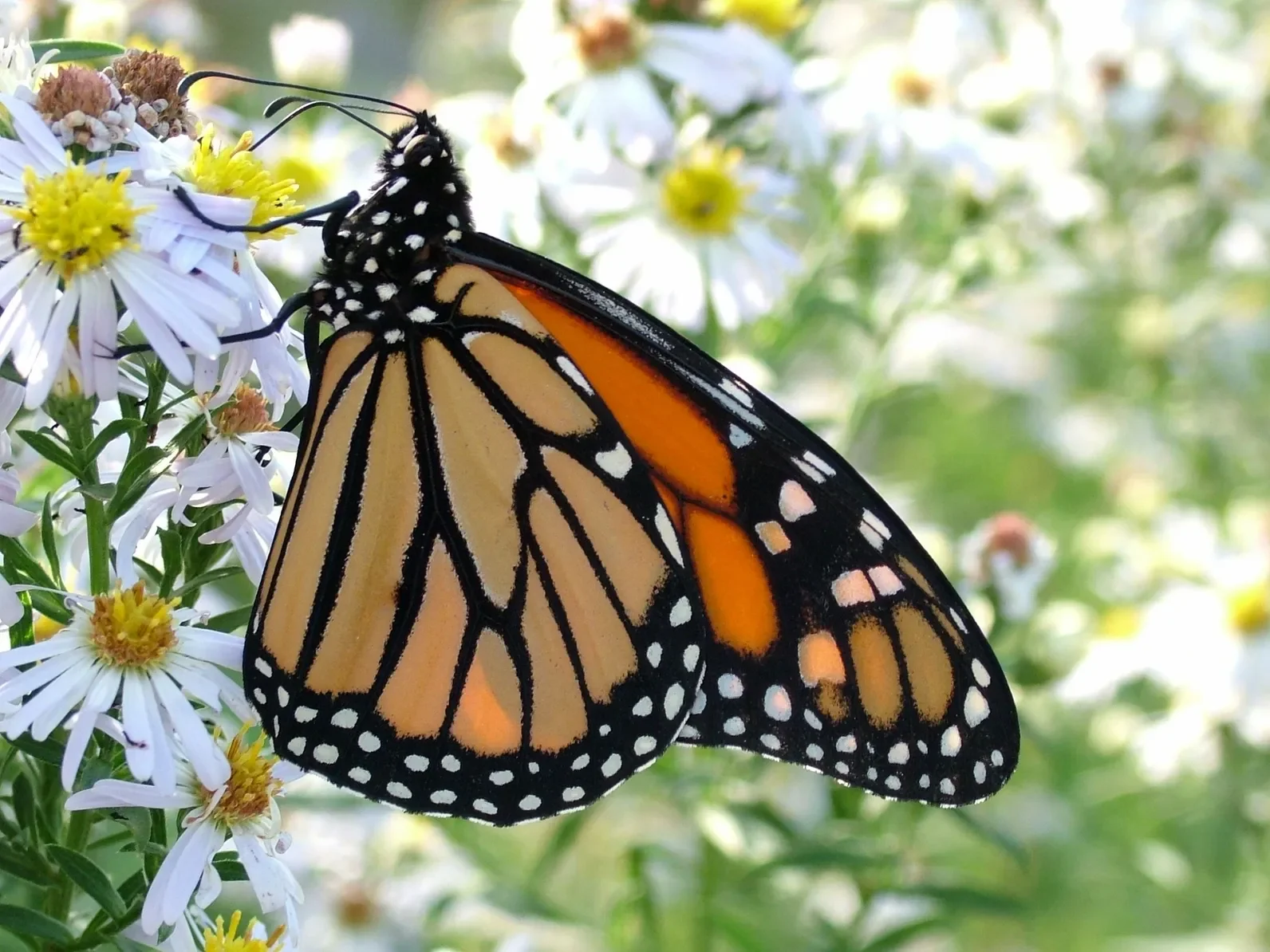 A Monarch butterfly perched on white daisies with yellow centers, with a blurred background of green foliage and more flowers.