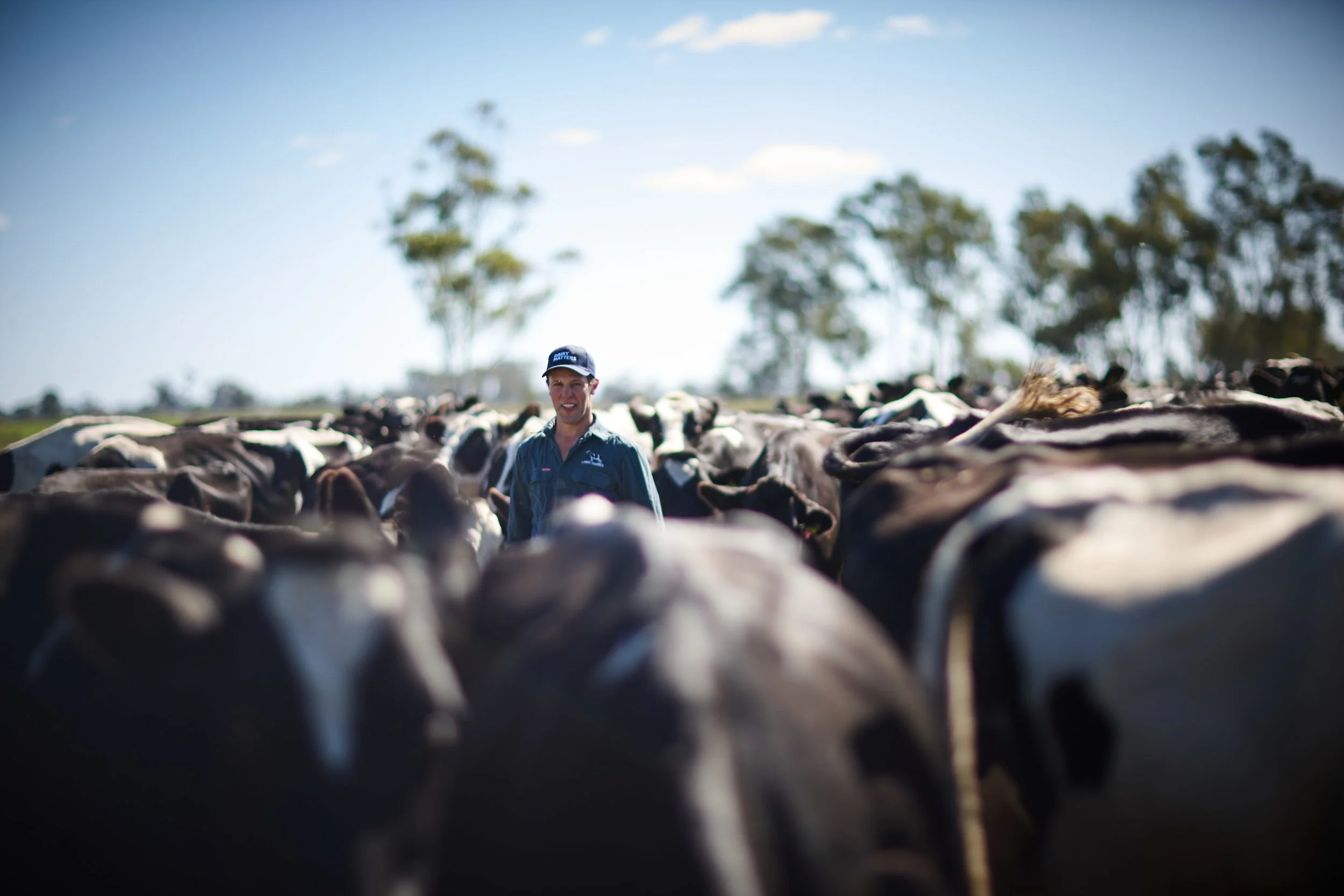 A person in a blue shirt and cap standing among a herd of cows outdoors on a farm with trees and a blue sky in the background.