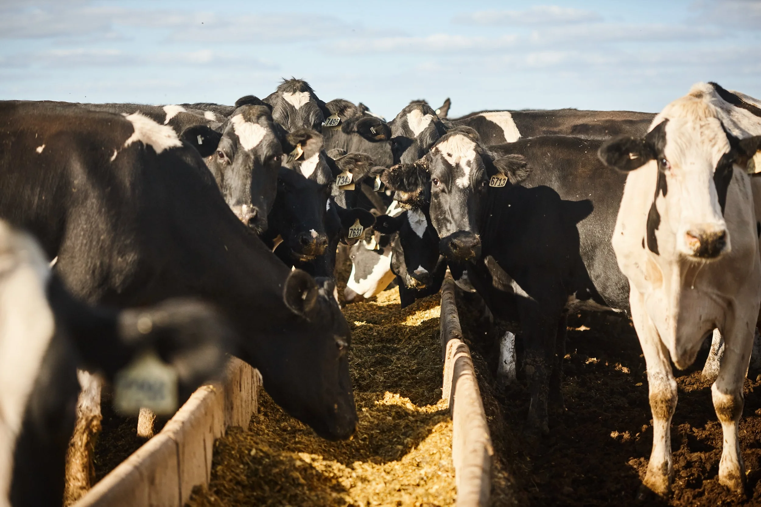 Group of black and white dairy cows standing behind a wooden fence on a farm, under a partly cloudy sky.