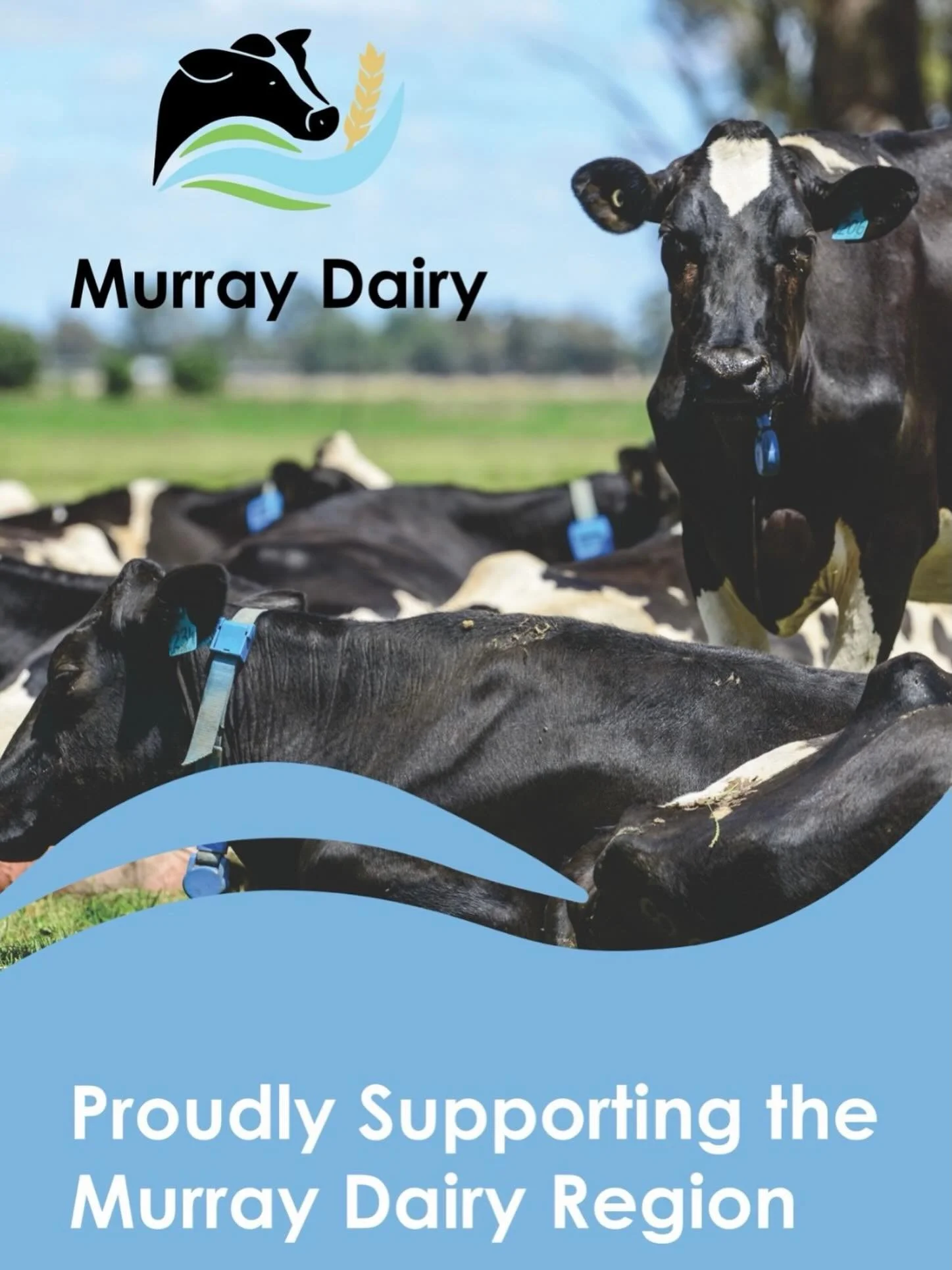 #murraydairy #murraydairyregion