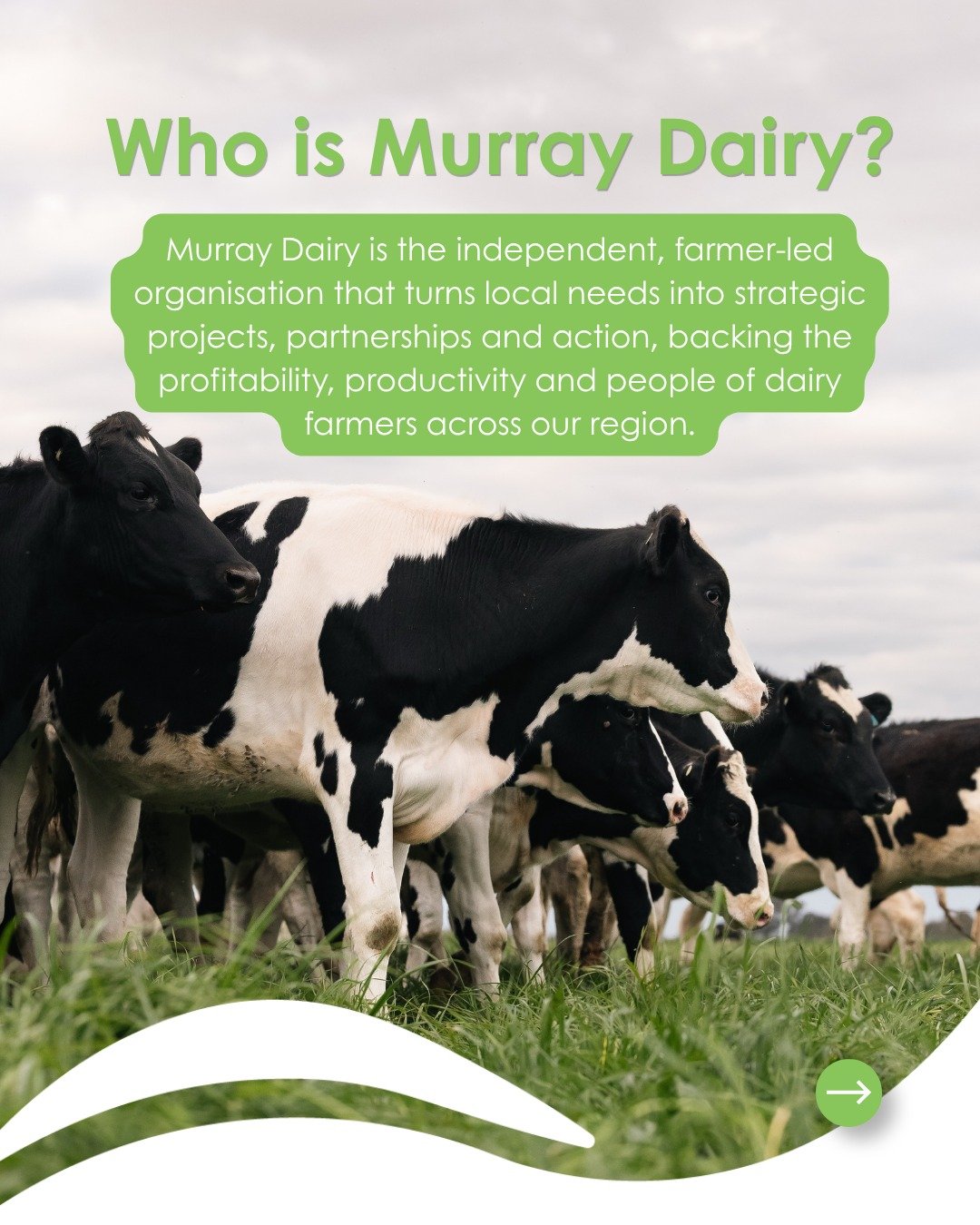 Murray Dairy is an independent, farmer-led organisation turning local needs into strategic projects, partnerships and action, backing the profitability, productivity and people of dairy farmers across our region.

Our focus is simple: listen to farme