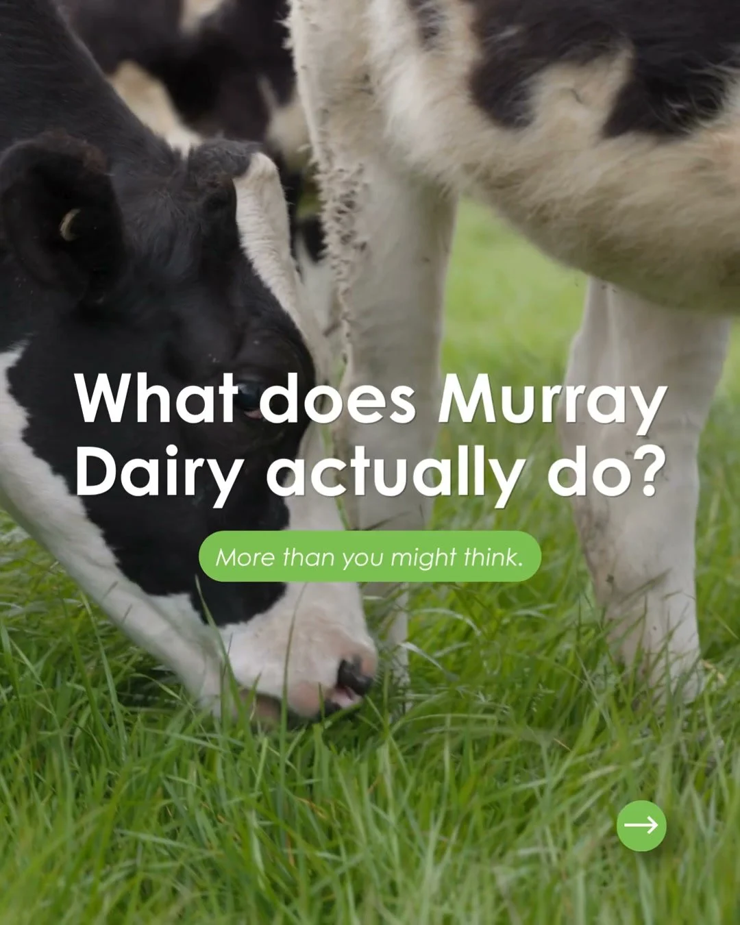 What does Murray Dairy actually do?

We&rsquo;re an independent, farmer-led organisation focused on the priorities important to the Murray region.

We help bring farmer voice into planning, invetment and partnerships, and support locally relevant res
