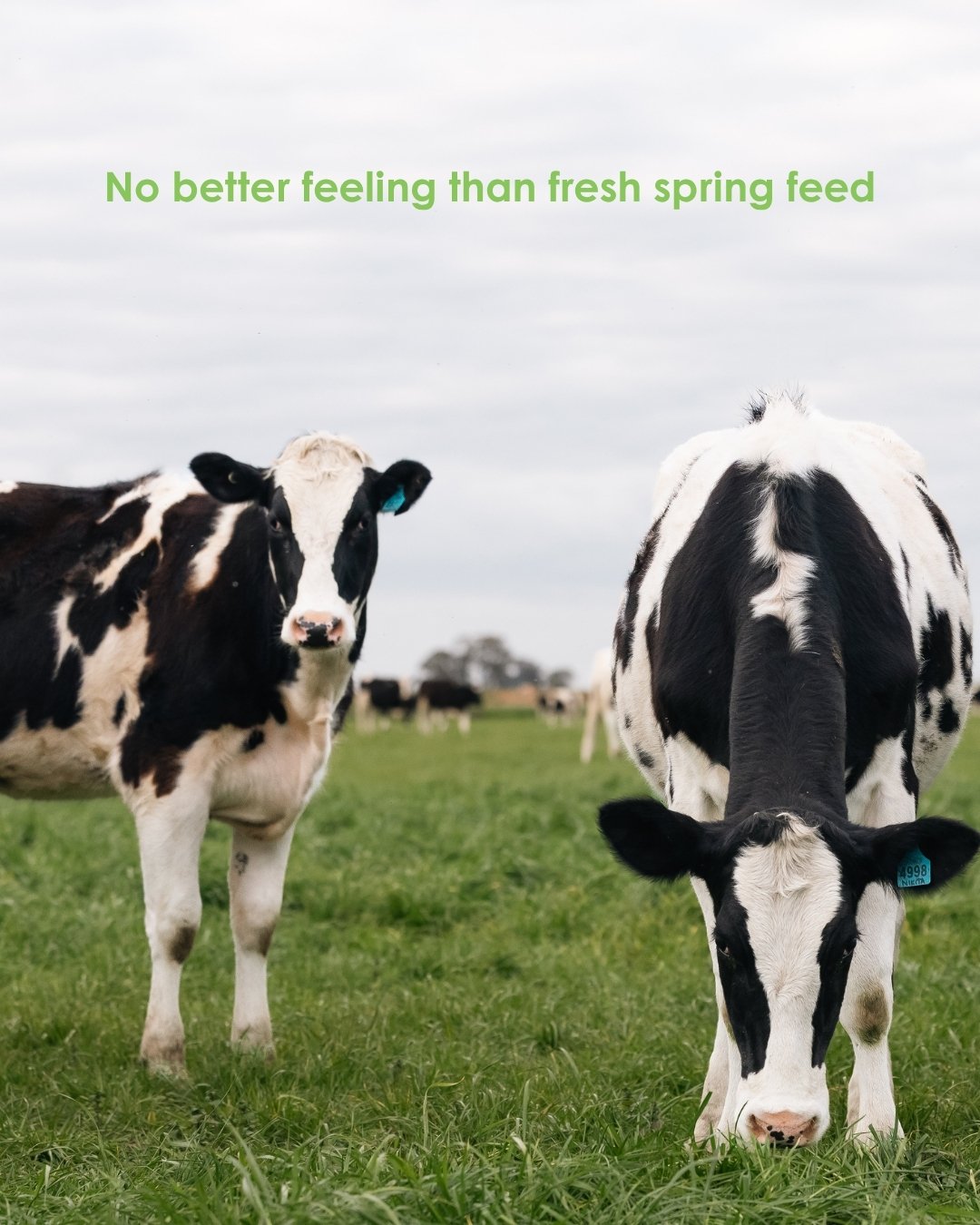 No better time of year than spring.

Fresh green feed, longer days and the paddocks starting to really come alive.