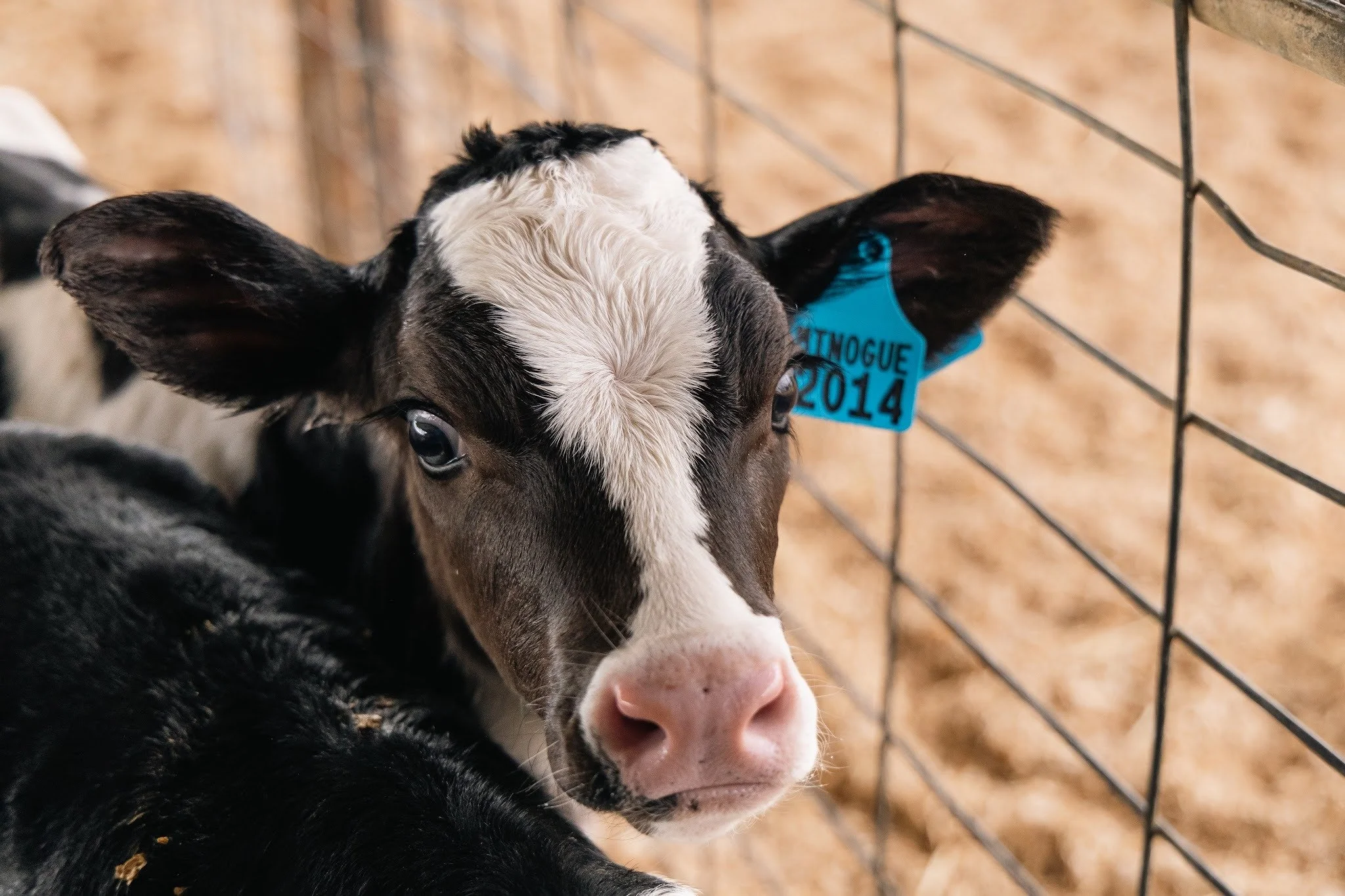 The future of dairy starts right here.

At Murray Dairy, we're passionate about supporting the farmers, people and businesses that keep our region's dairy industry moving forward.

From building skills and sharing knowledge to connecting our dairy co