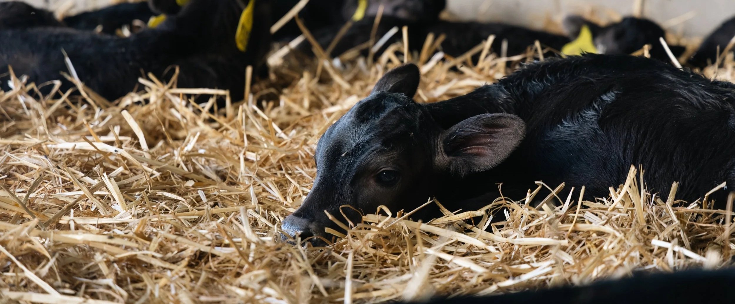 A young black and white calf lying on a bed of straw inside a barn.