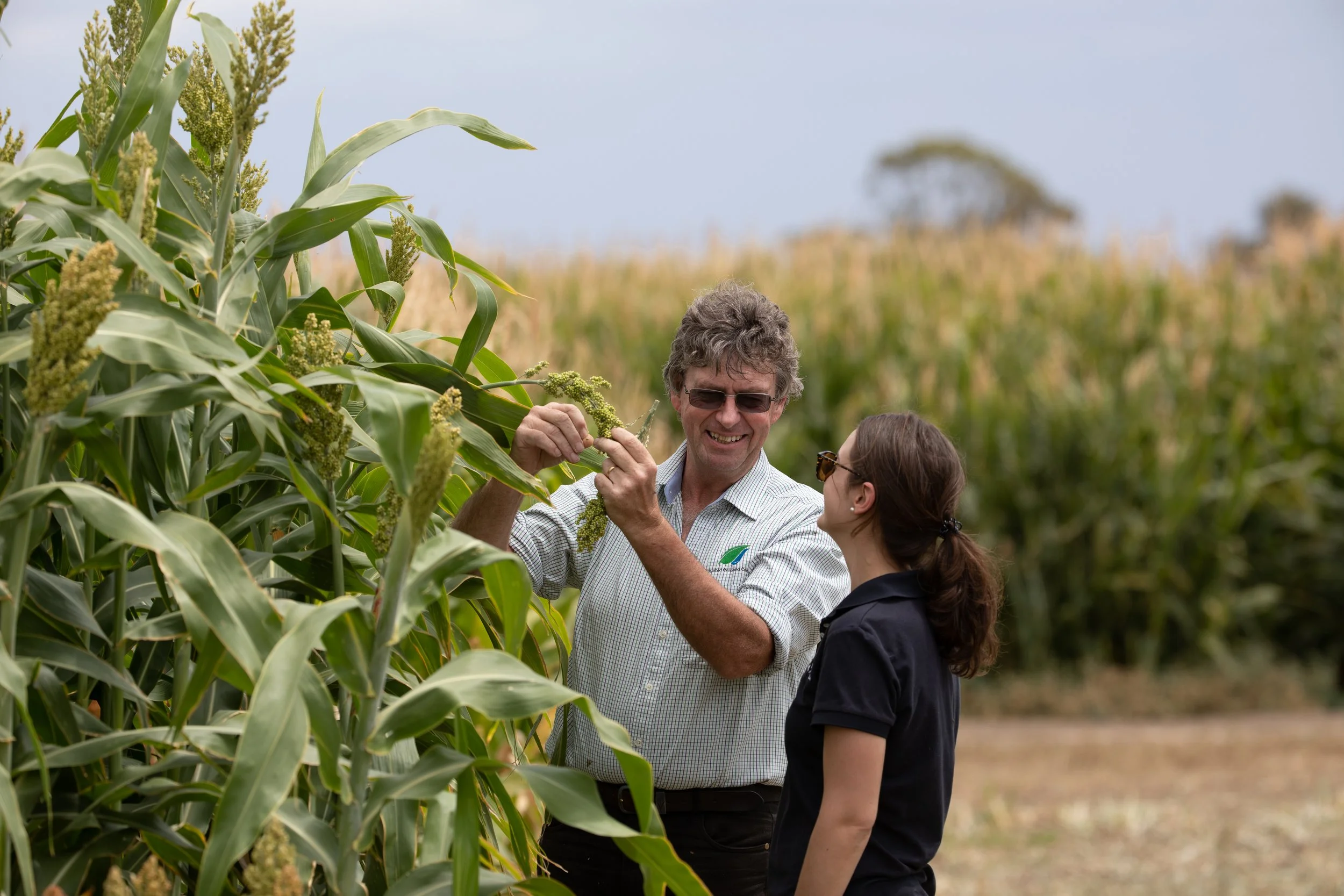 Two people, a man and a woman, are examining corn stalks and smiling.