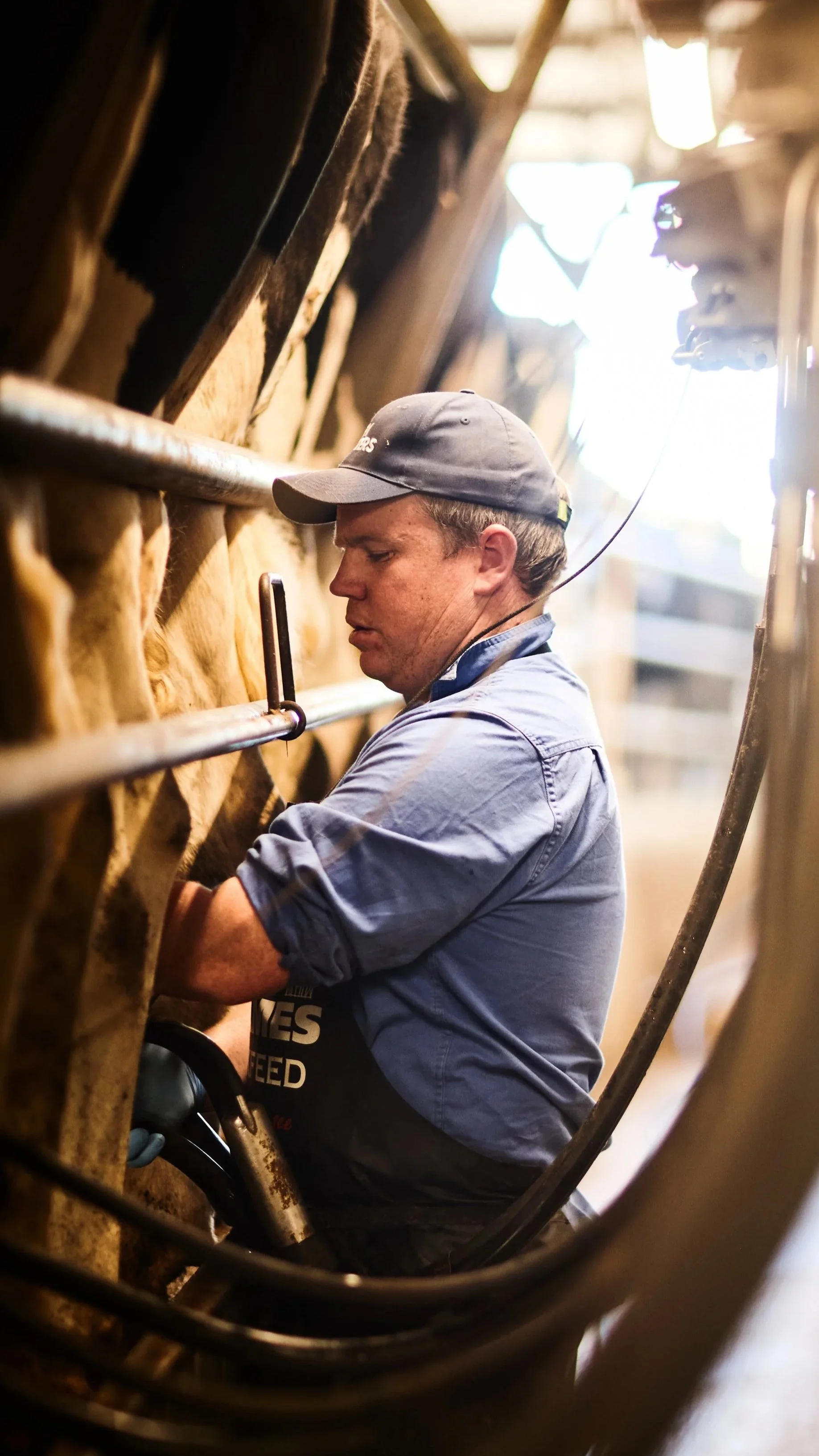 A man working on cattle inside a barn with sunlight streaming in from the background.