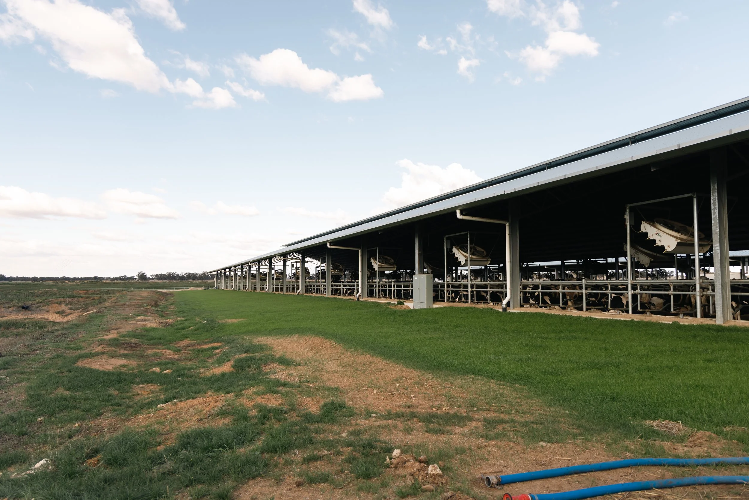 A large milking shed. The area is grassy with patches of bare soil, and the sky is partly cloudy.