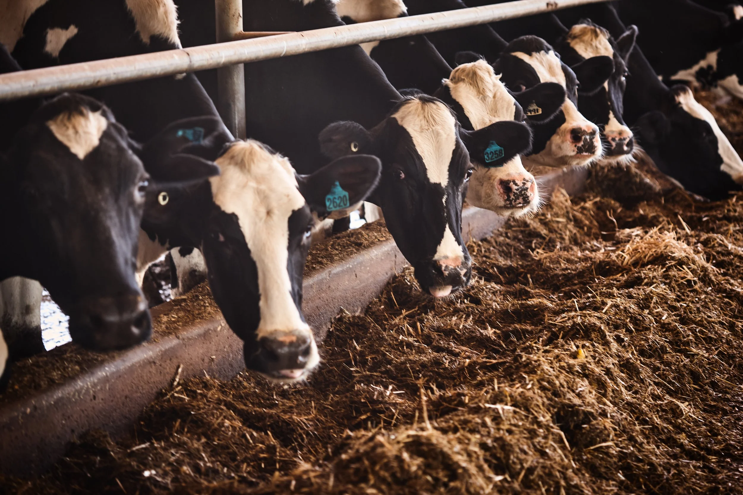 A line of black and white dairy cows eating hay in a barn.