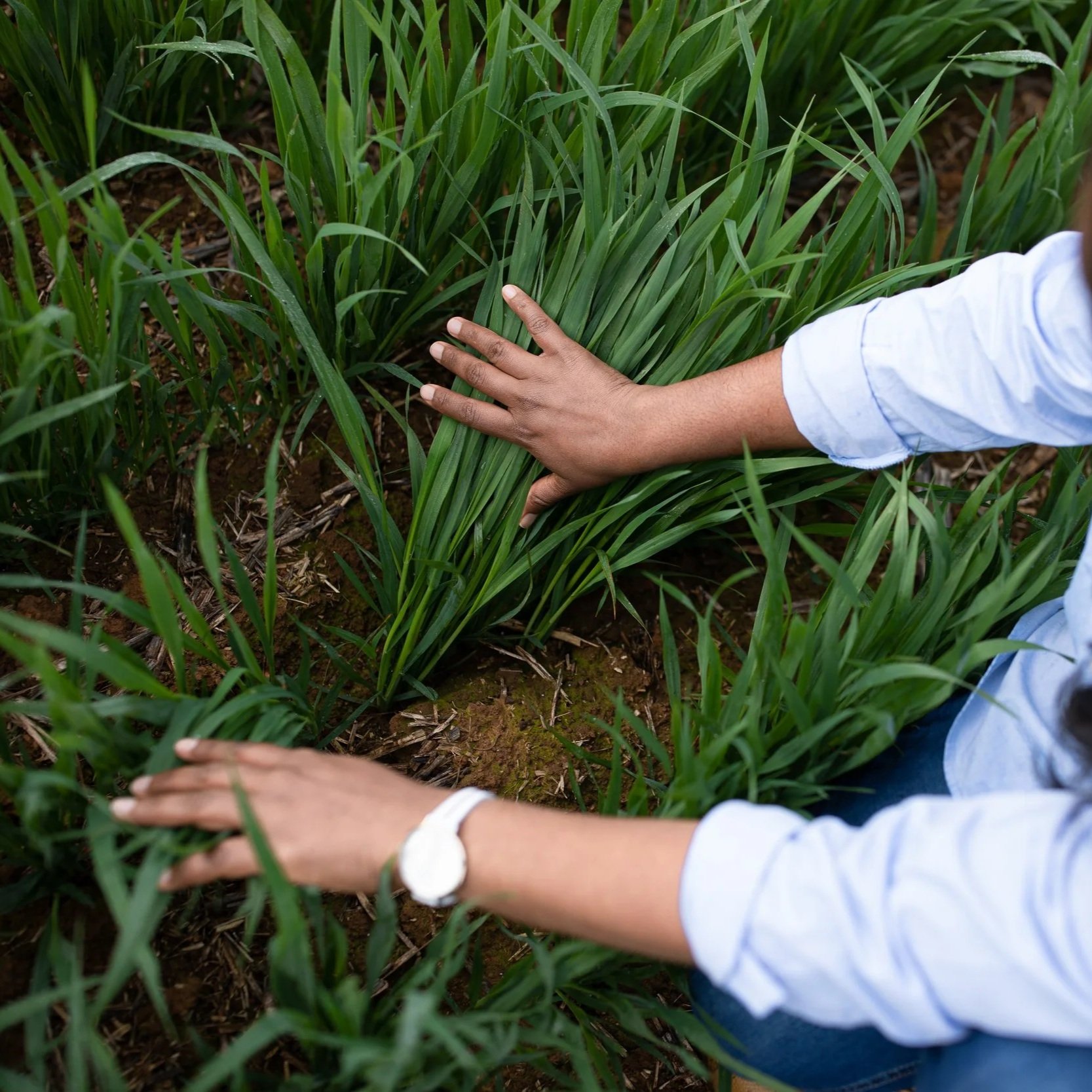 A person in a light blue shirt reaches out to touch fodder.