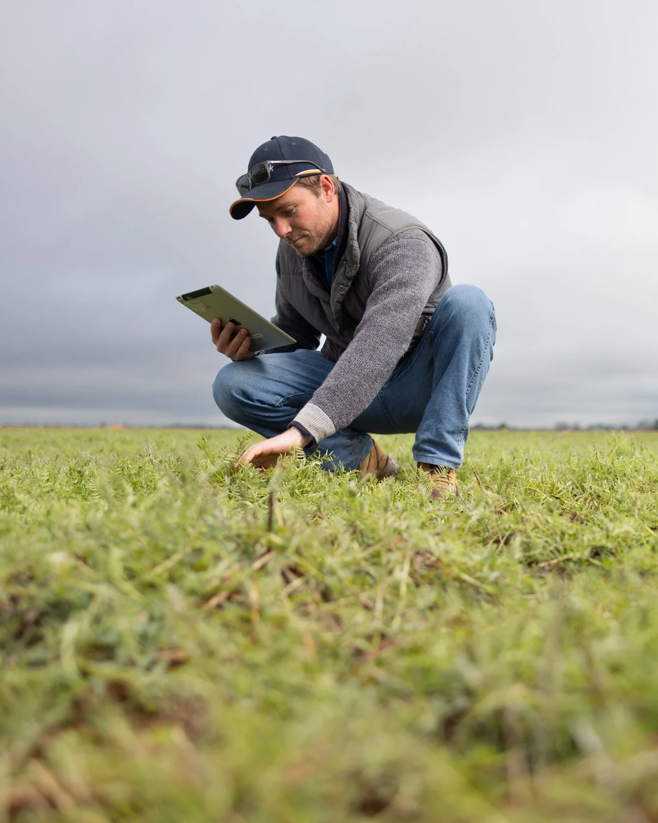A man crouching in a field, examining plants, holding a tablet in one hand and touching the plants with the other, under a cloudy sky.