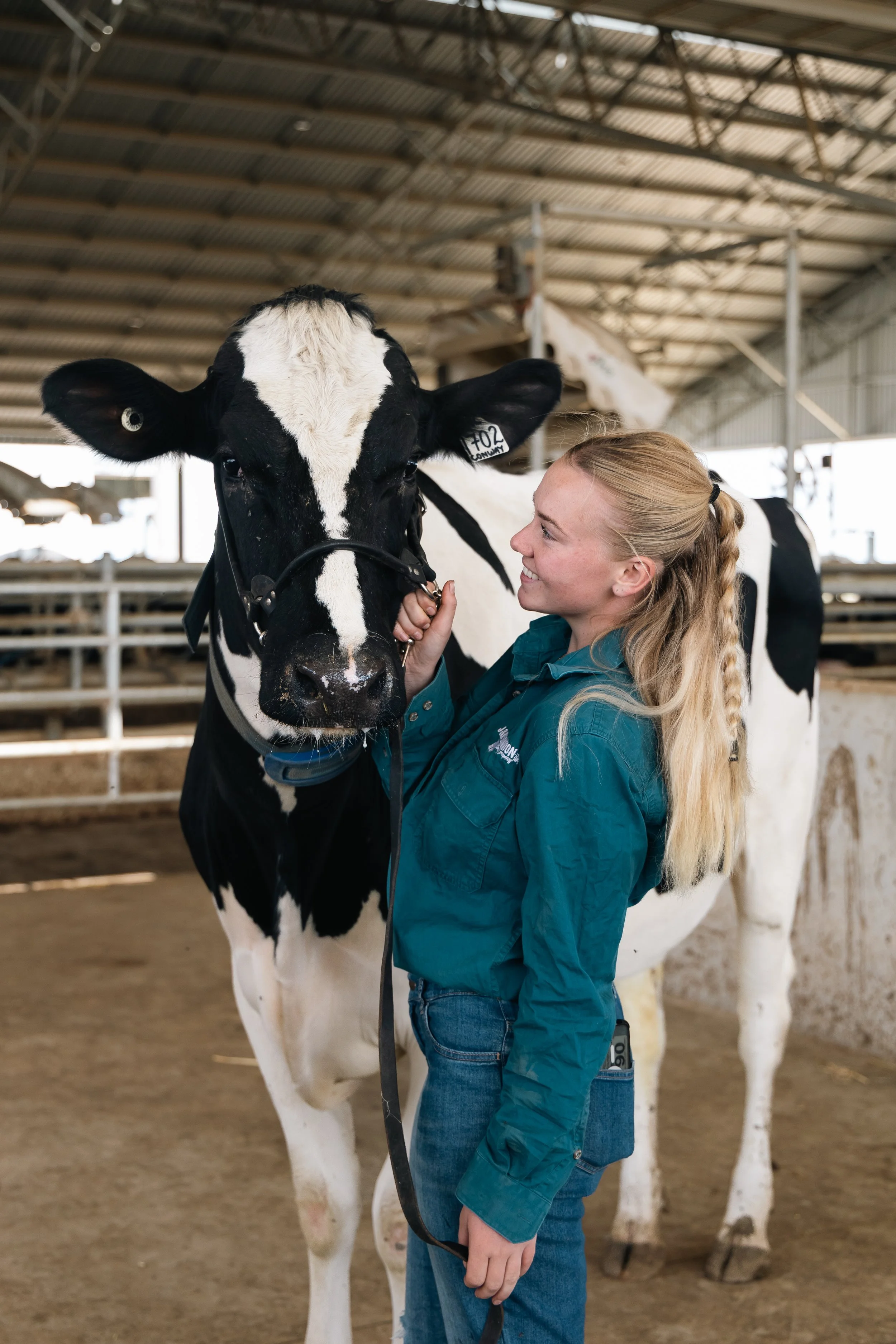 A young woman in a teal jacket and jeans is smiling at a cow inside a barn. She is holding the cow’s halter, and the cow is looking directly at the camera.