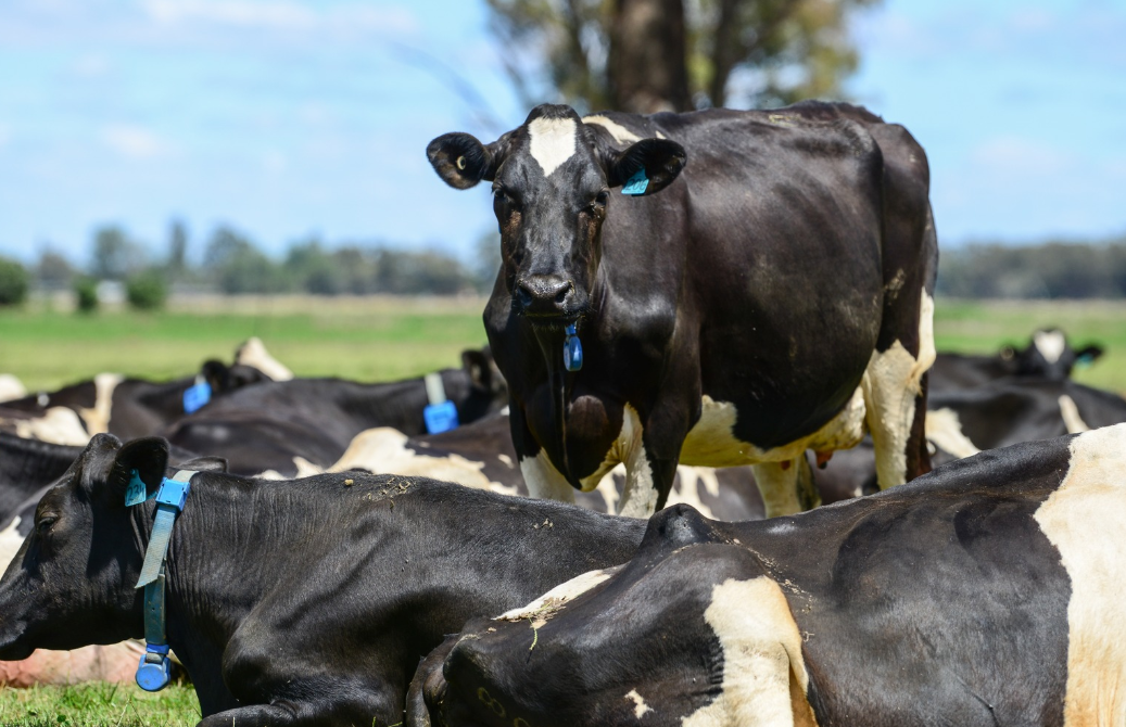 A group of black and white dairy cows resting on green grass, with one cow standing and looking at the camera, in a field on a sunny day.