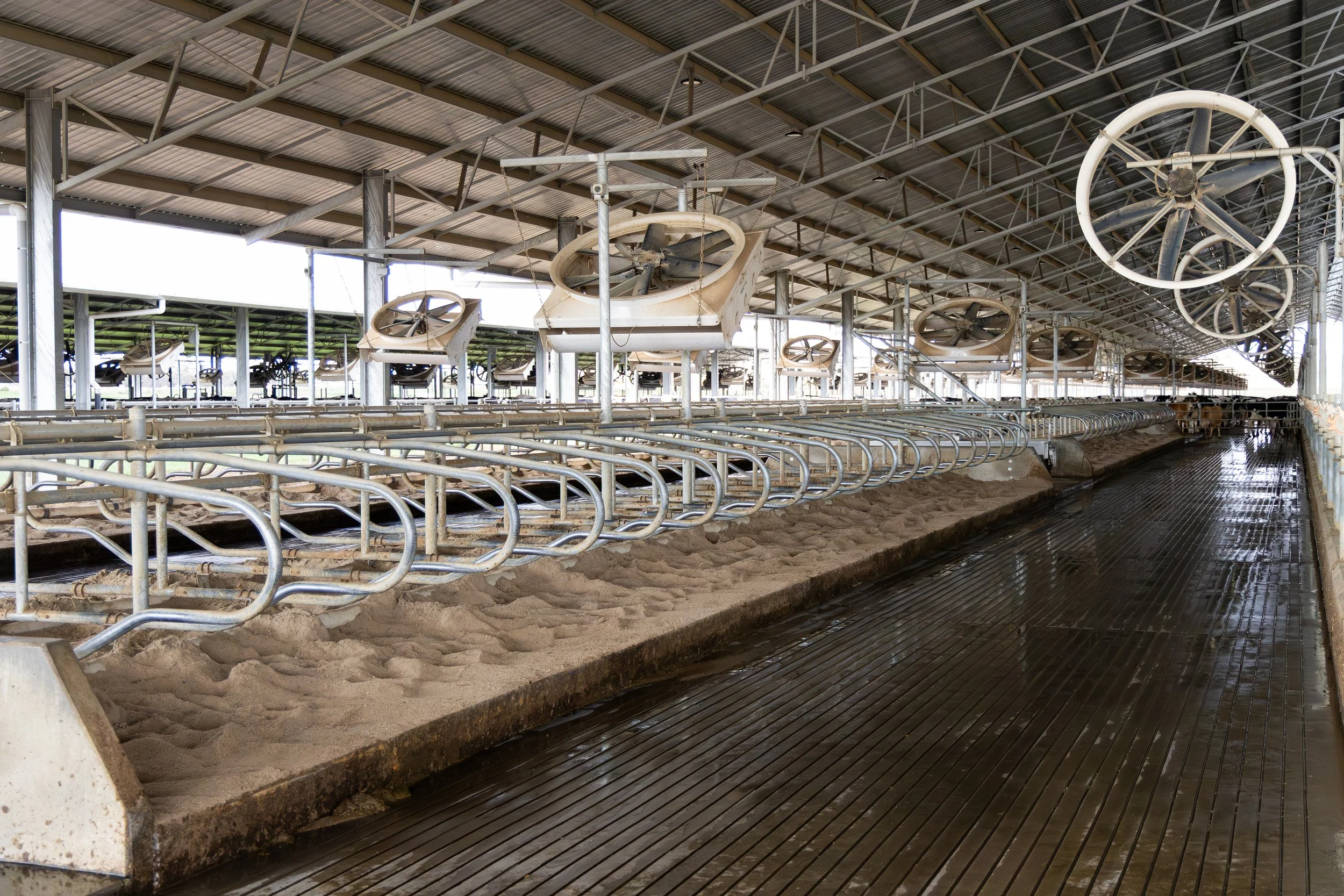Inside a dairy farm milking shed with multiple milking machines.