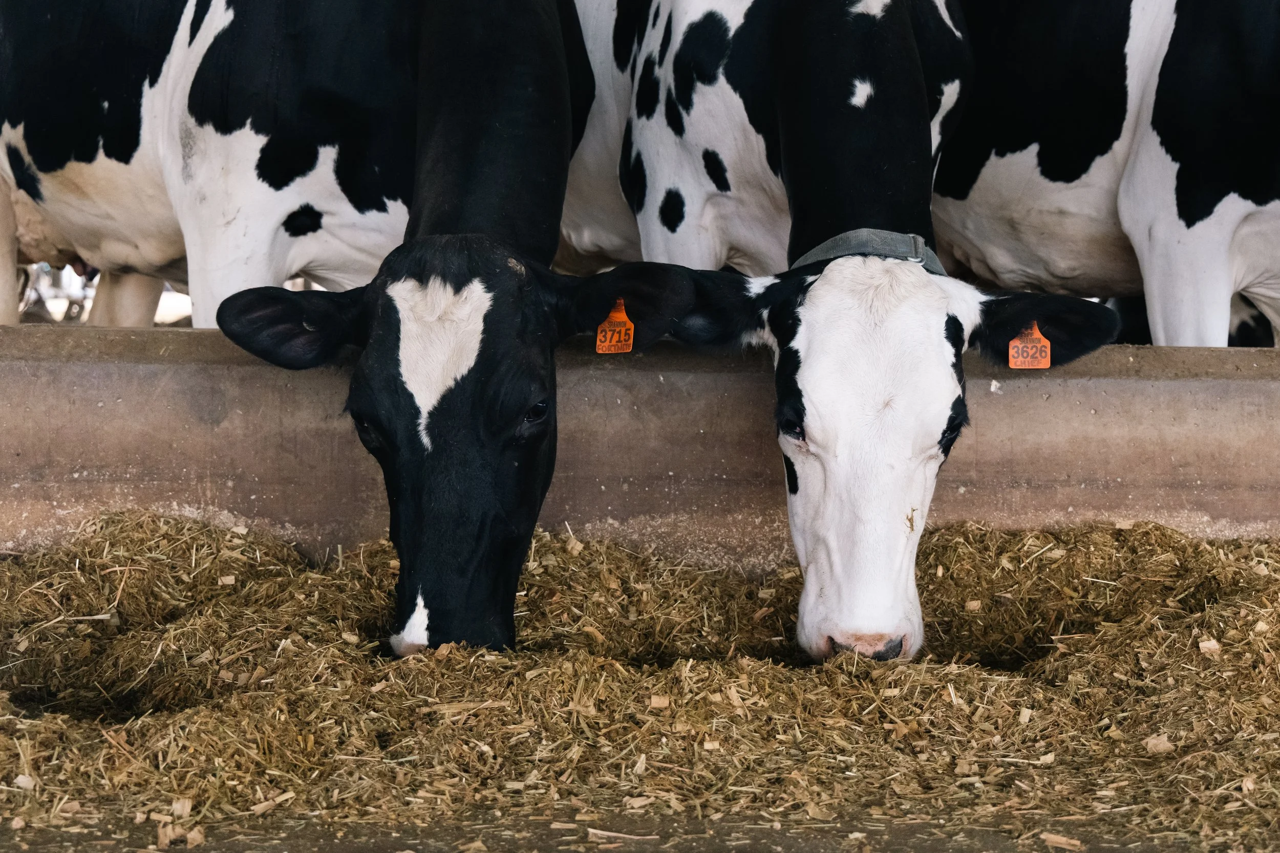 Two calves with black and white markings, feeding on hay in a barn.