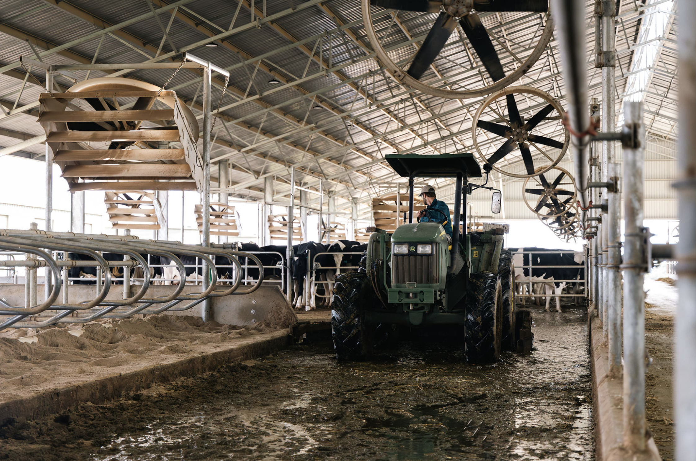 Farmer driving a green tractor inside a dairy farm barn with cow stalls, feed troughs, and large exhaust fans on the ceiling.