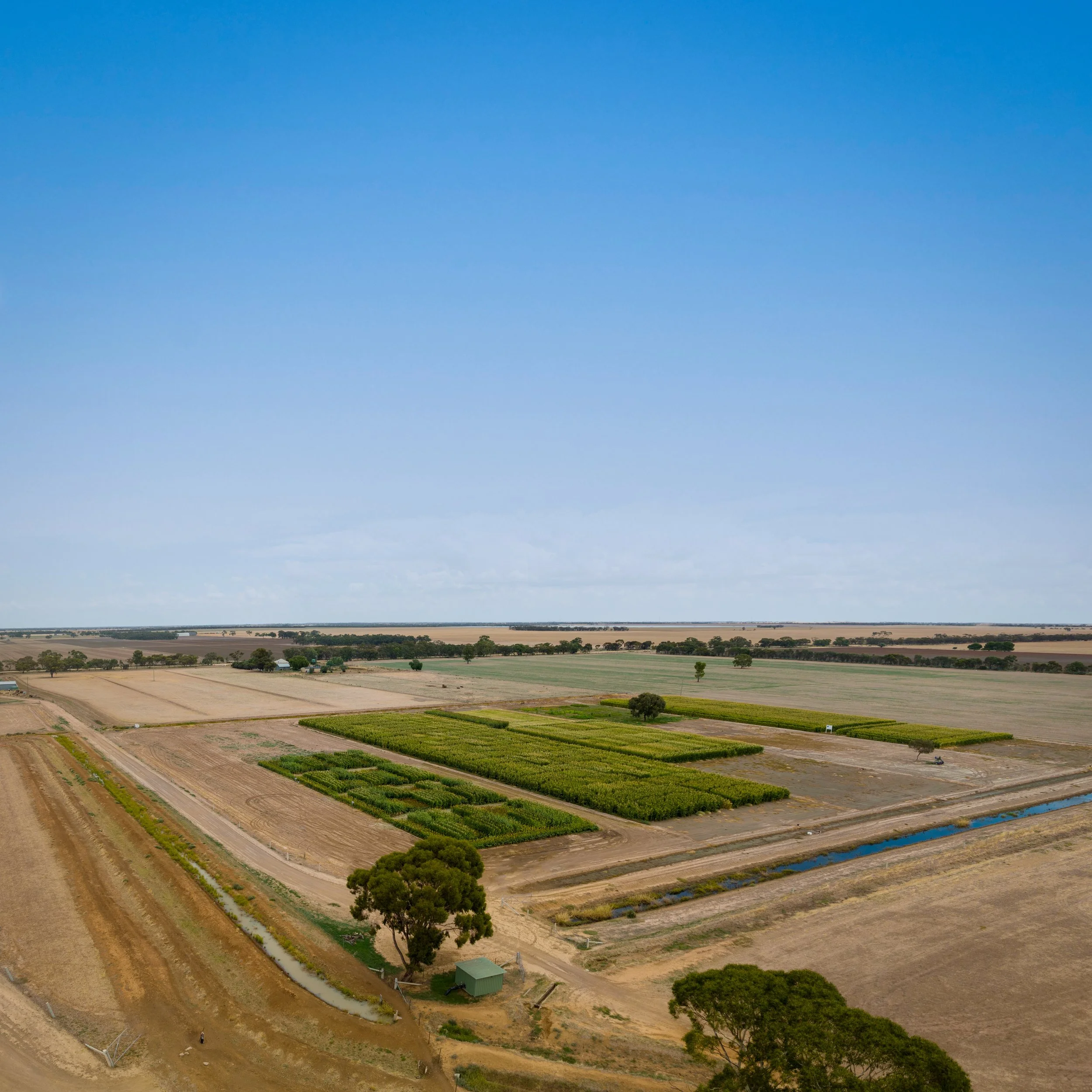 A vast agricultural field with patches of green crops and dirt roads under a partly cloudy blue sky.