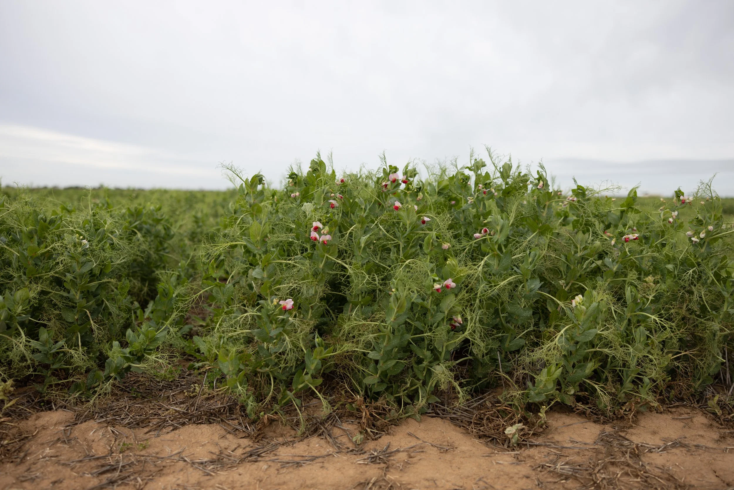 A row of green plants with small pink and white flowers growing in a field under a cloudy sky.
