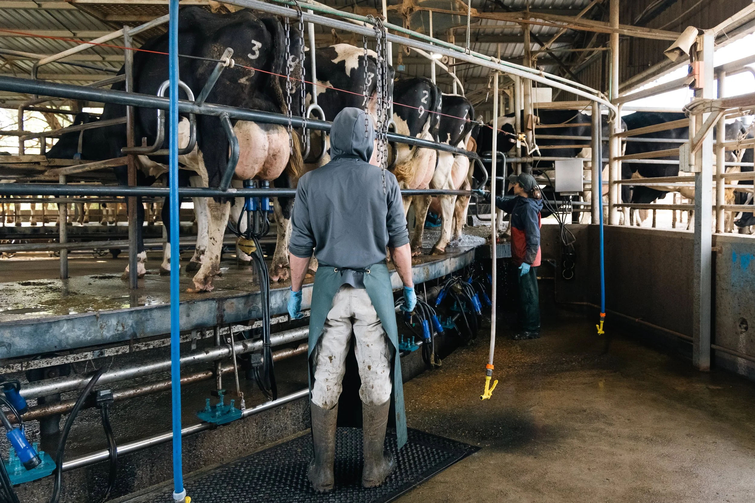 Two people in work gear standing inside a dairy farm milking shed, with cows lined up for milking, stainless steel equipment and overhead metal structure.