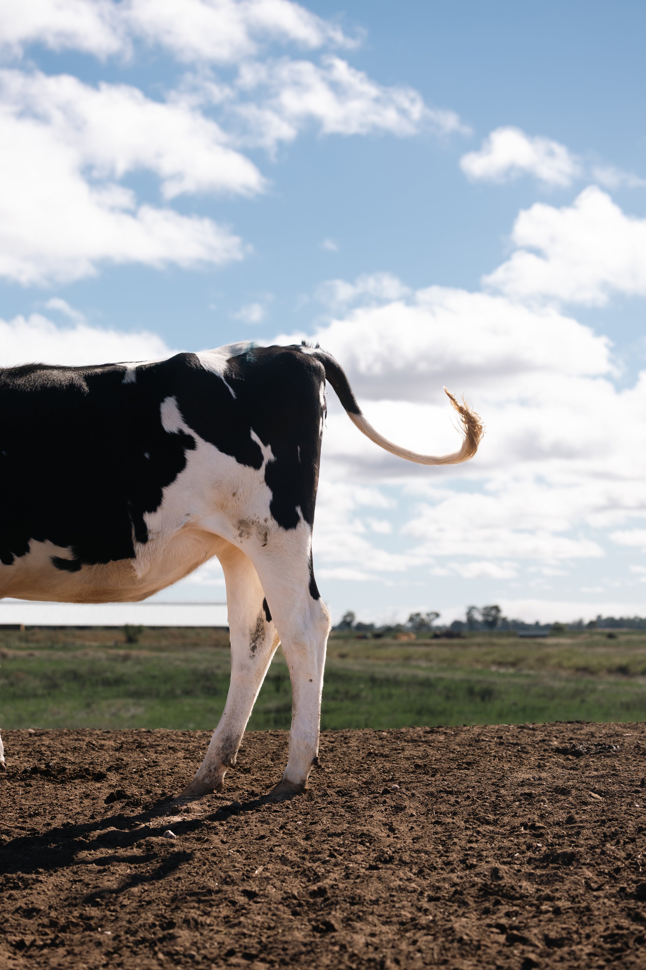 Partial view of a black and white cow standing on dirt in a field with a blue sky and scattered clouds.