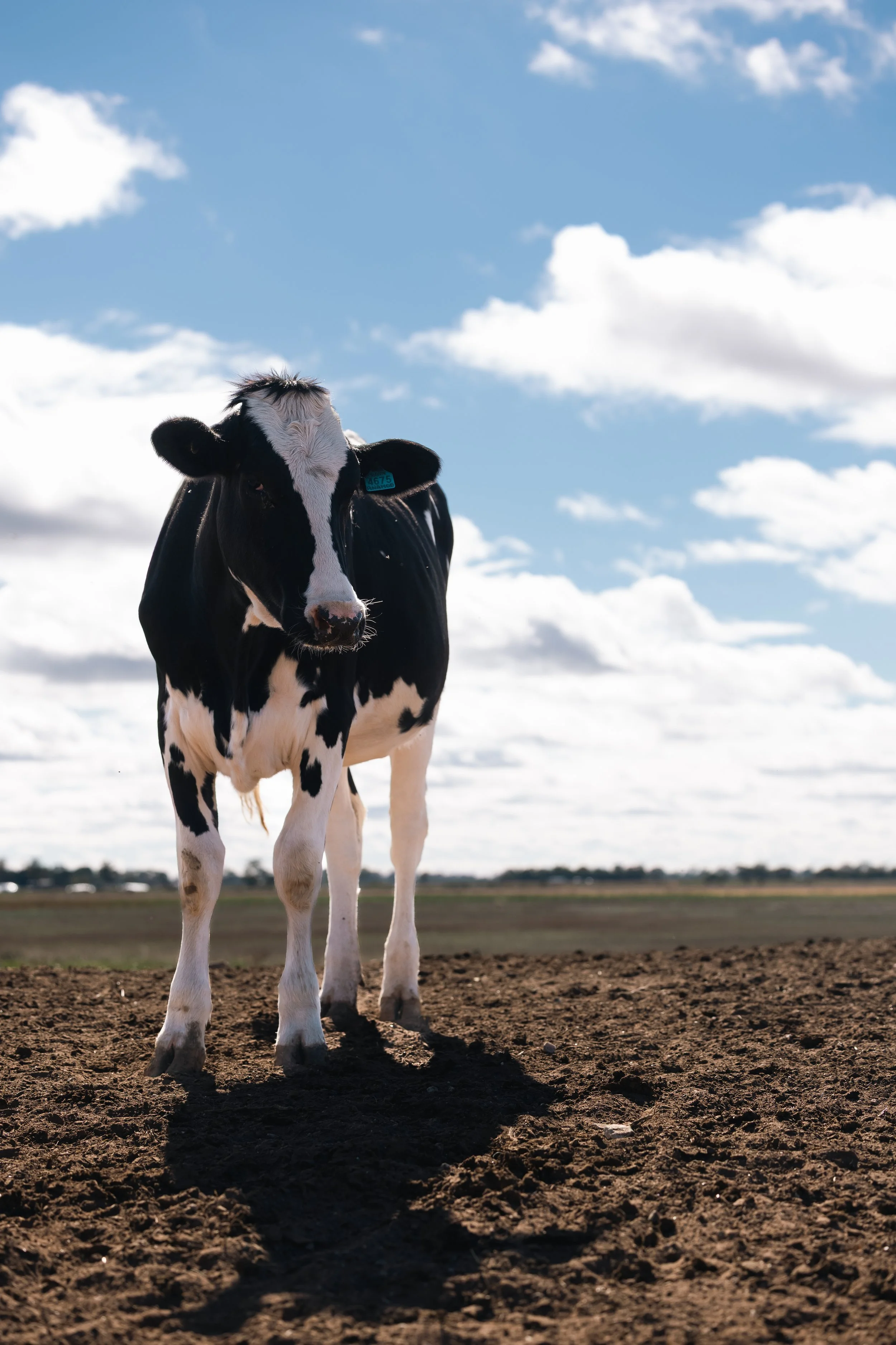 Black and white calf standing on dirt ground with fields in background and blue sky with some clouds above.